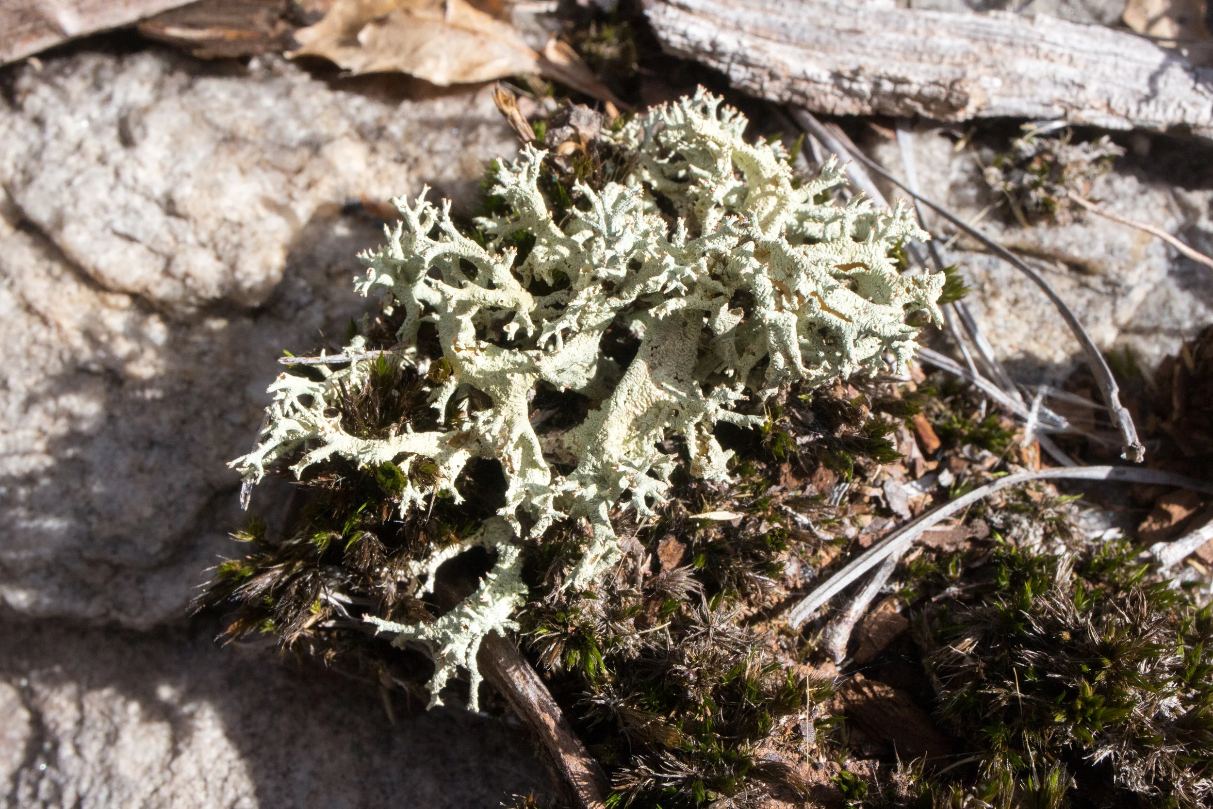 Cladonia caroliniana