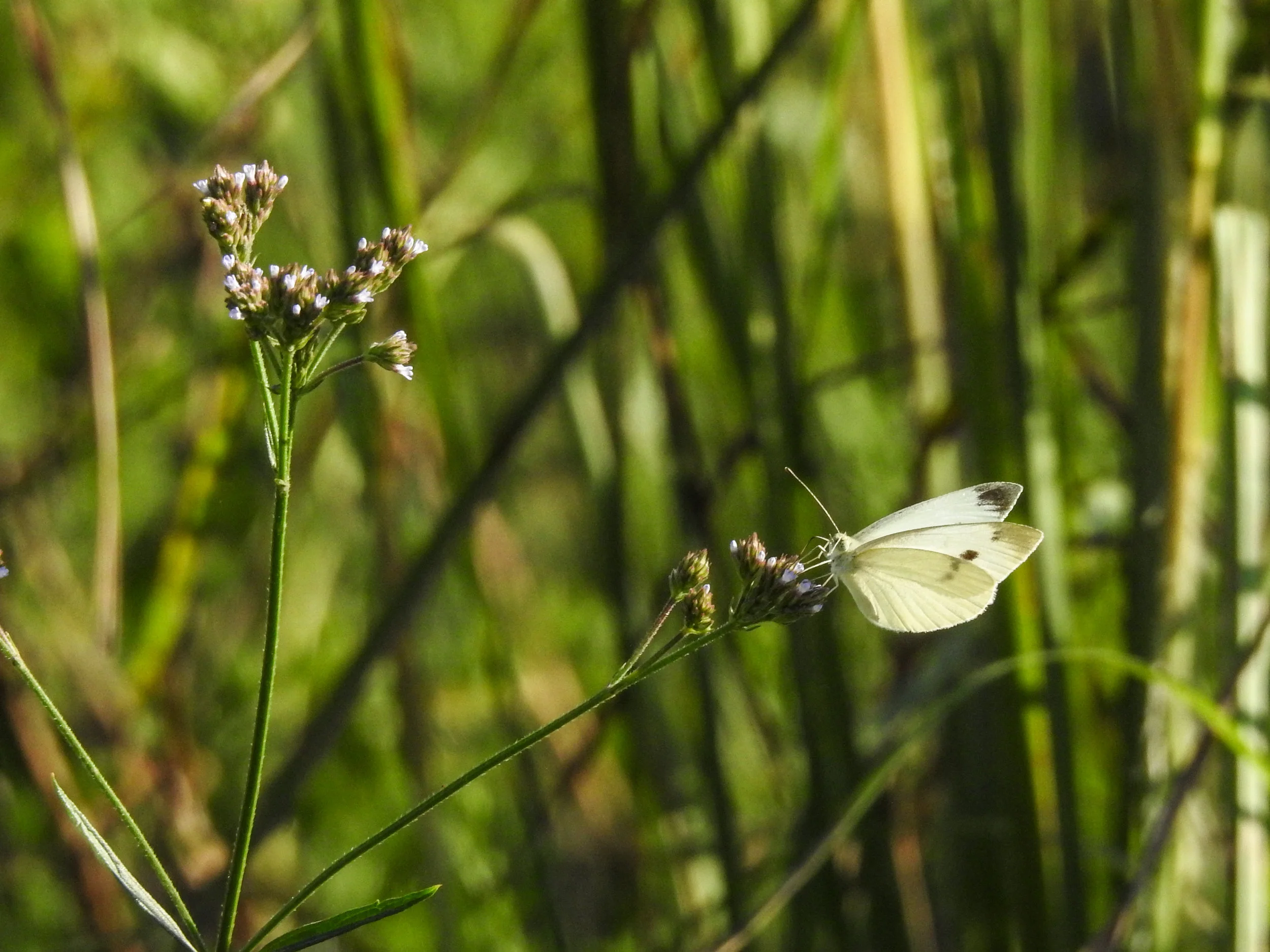 Cabbage White, female (non-native)