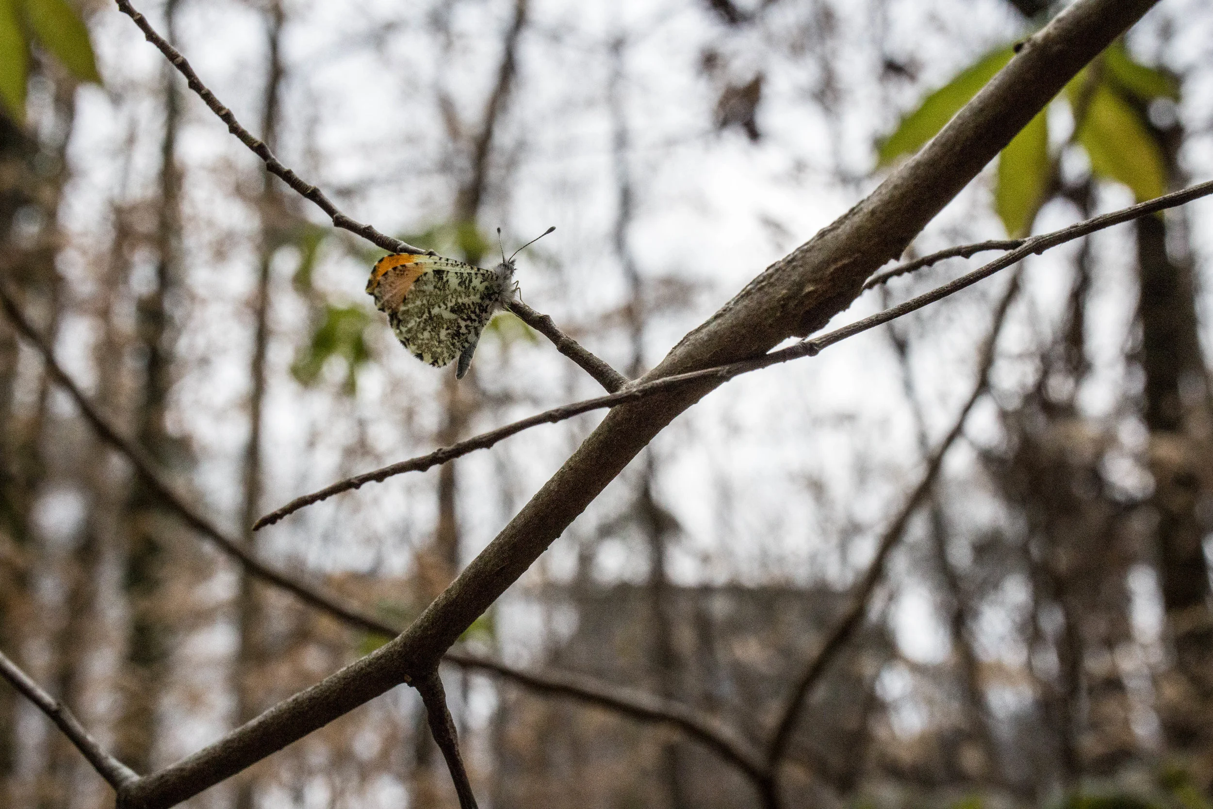 Falcate Orangetip, male
