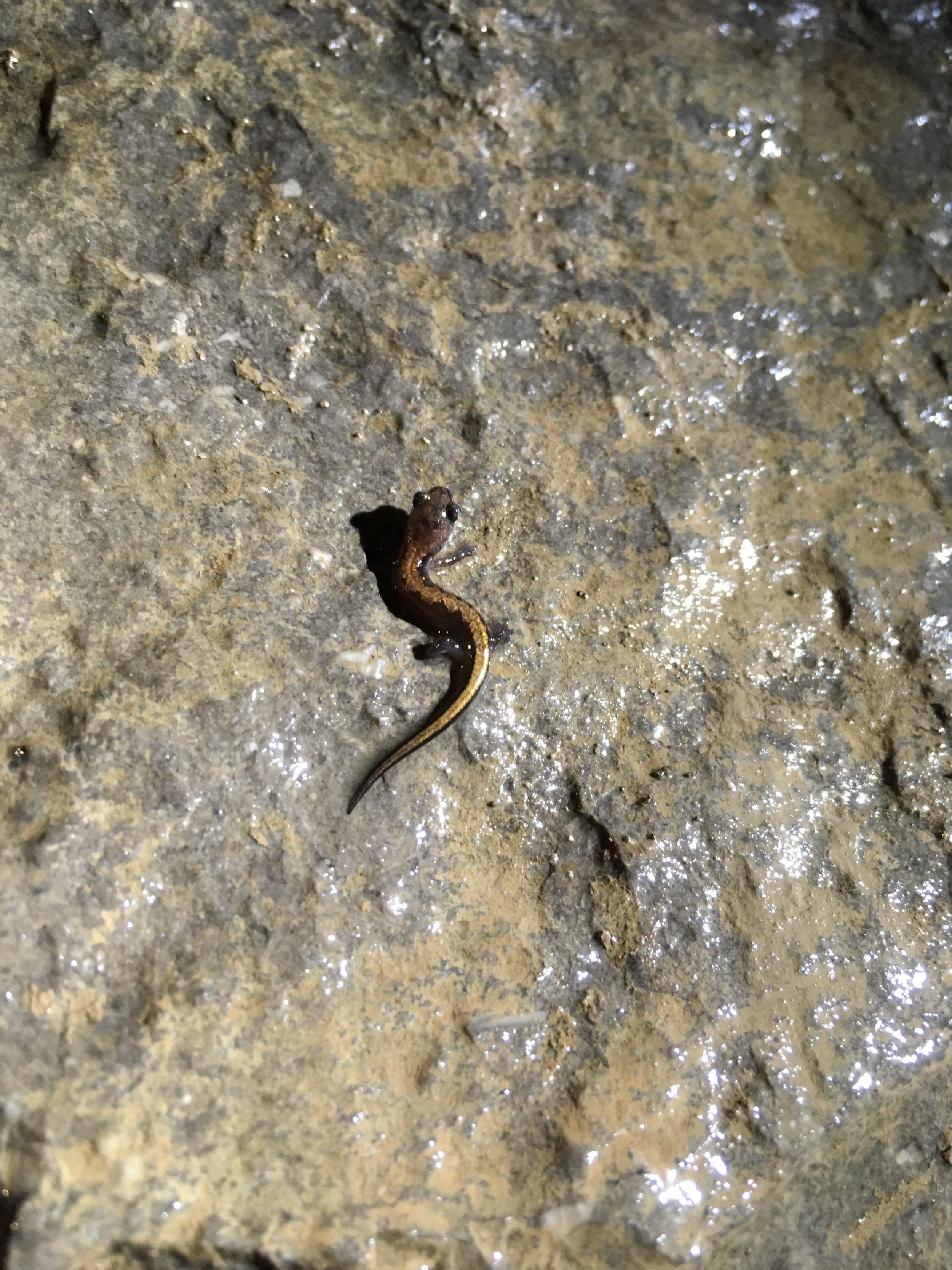 Salamander, November 6, 2018