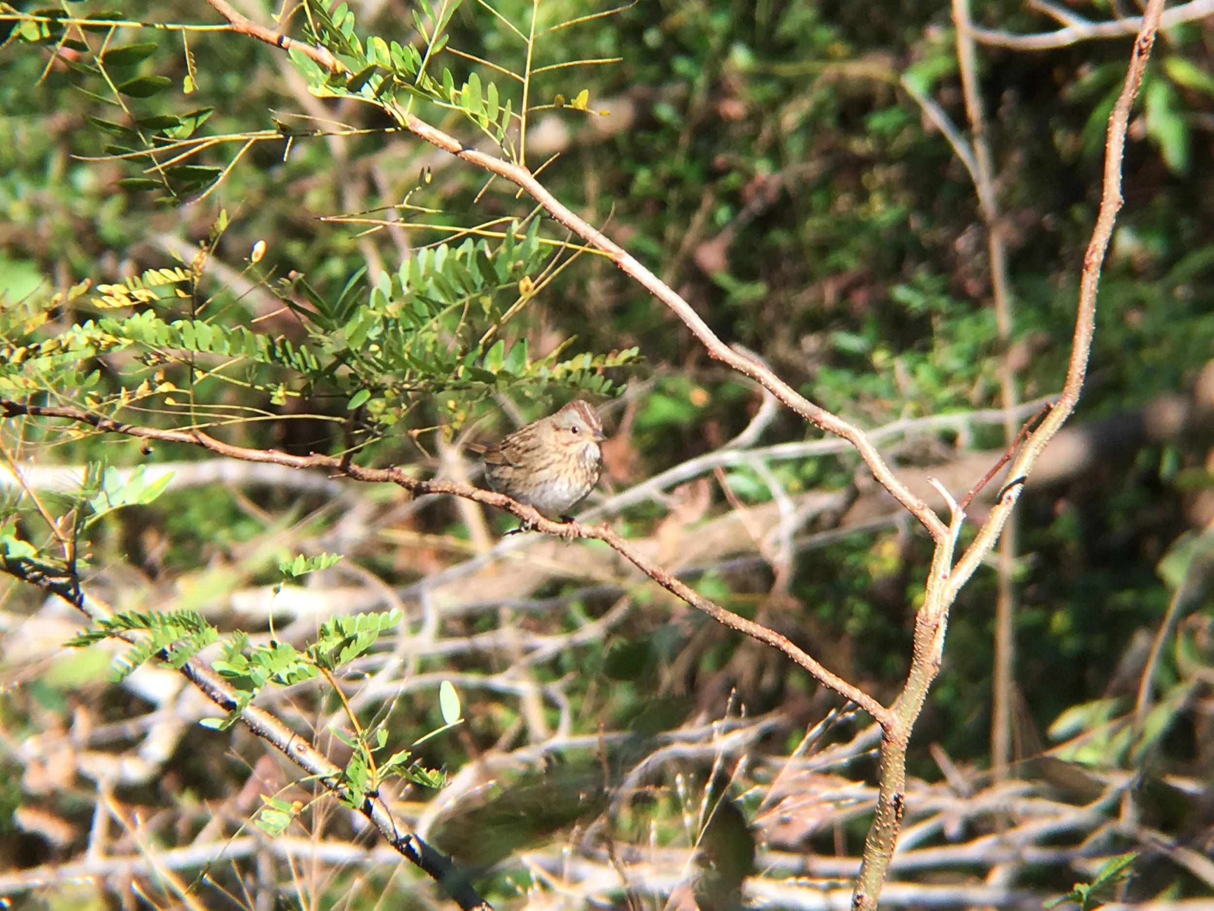 Lincoln's Sparrow