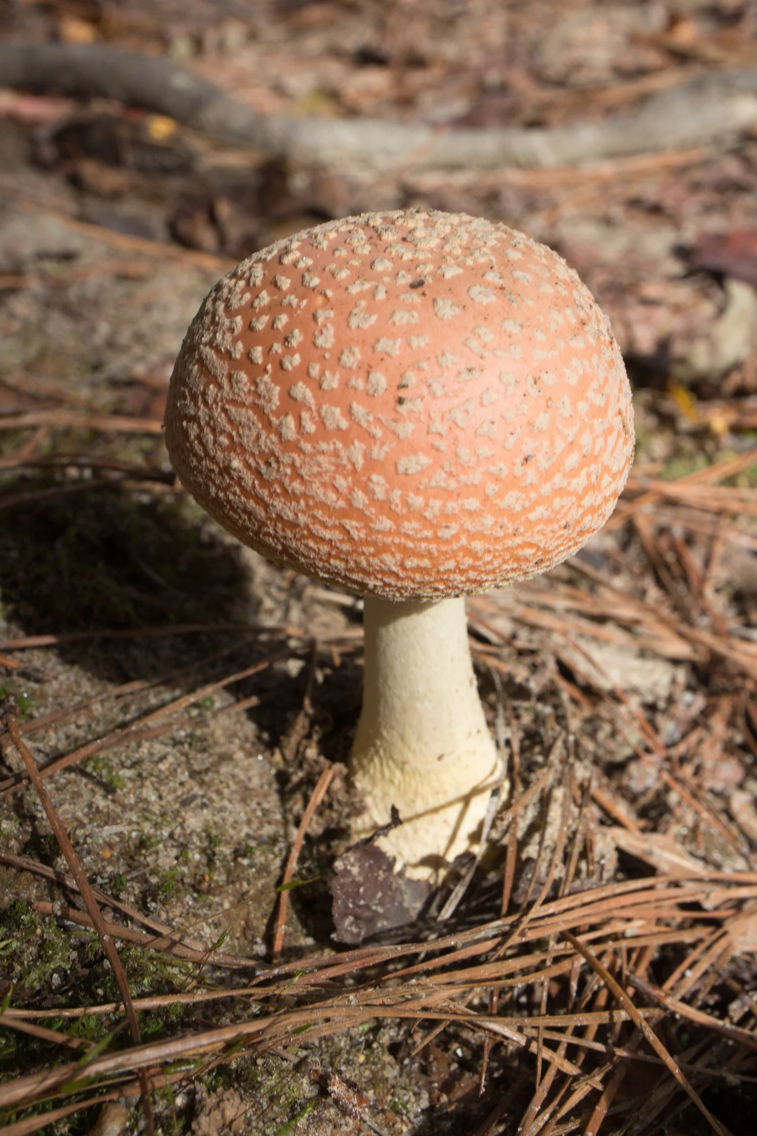 Amanita persicina