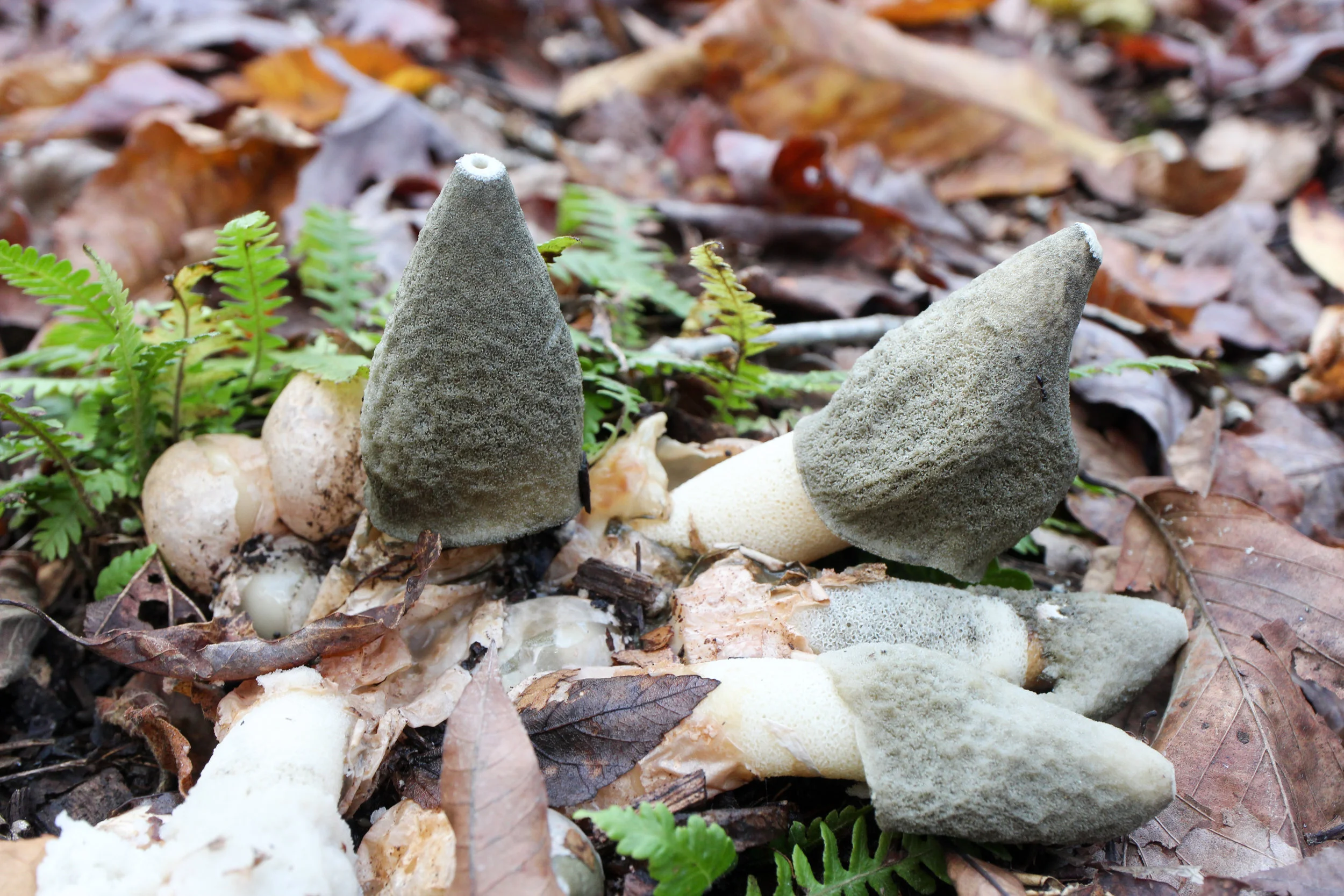 Phallus ravenelii