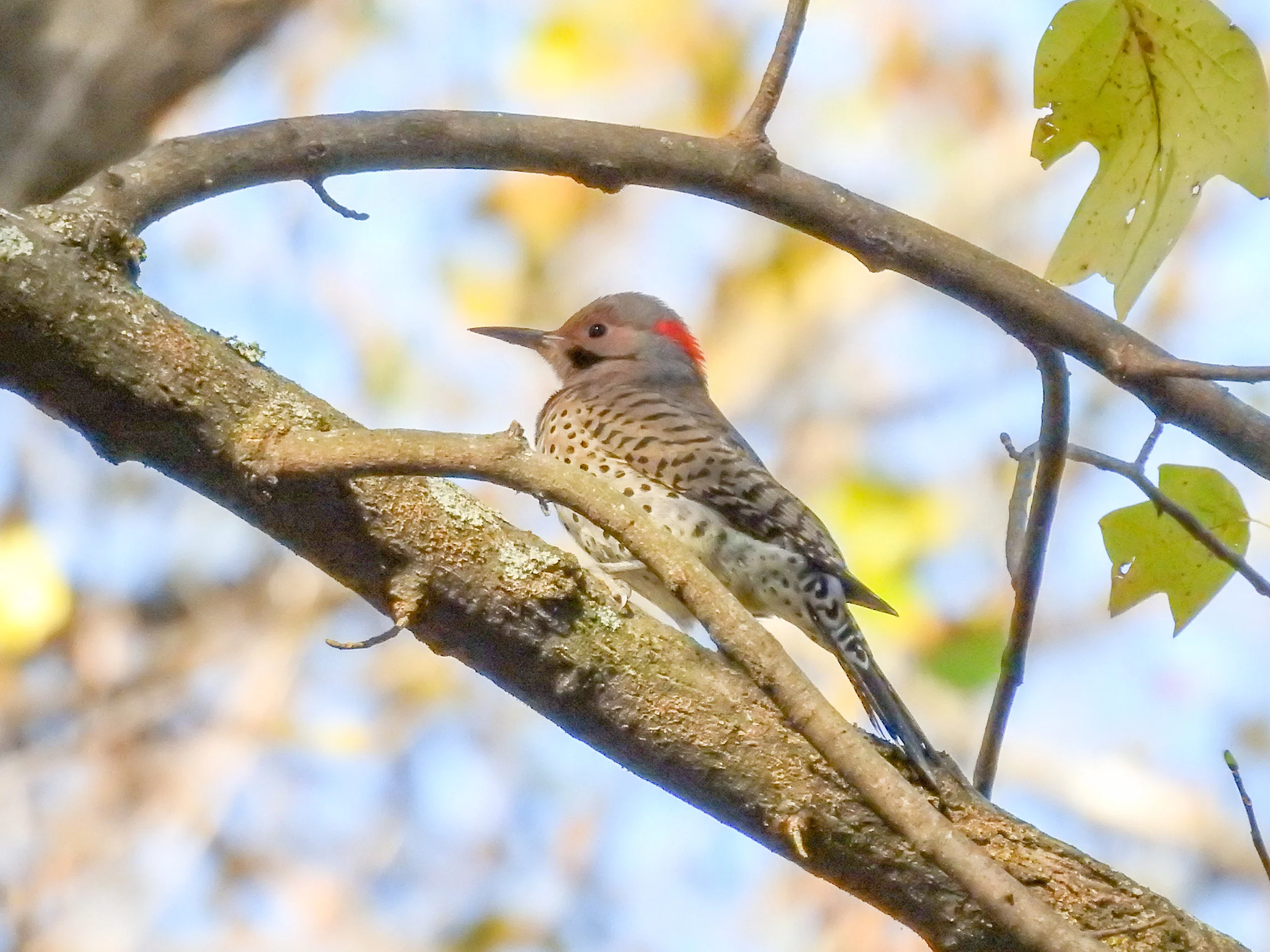 Northern Flicker, male