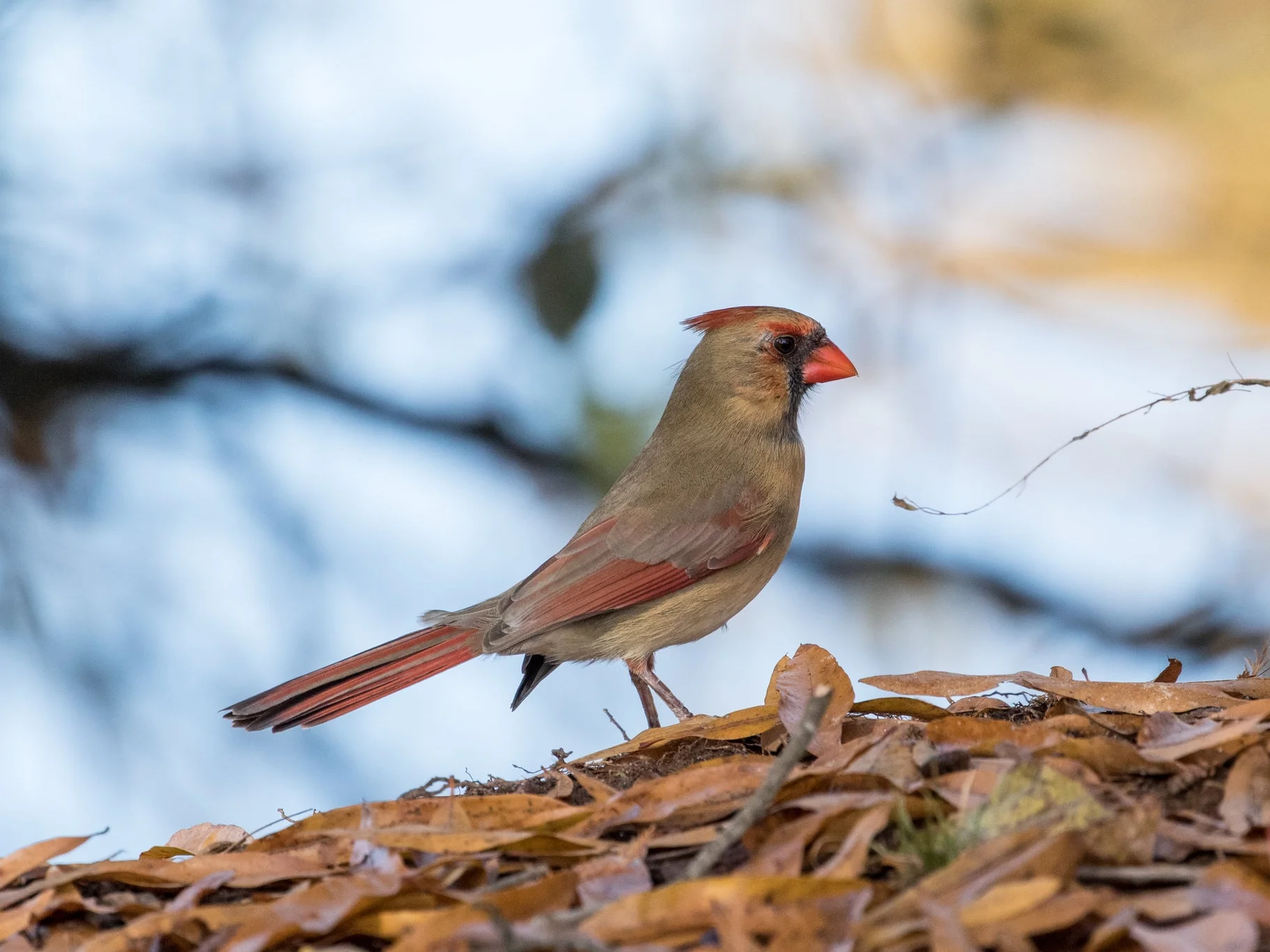 Northern Cardinal, female