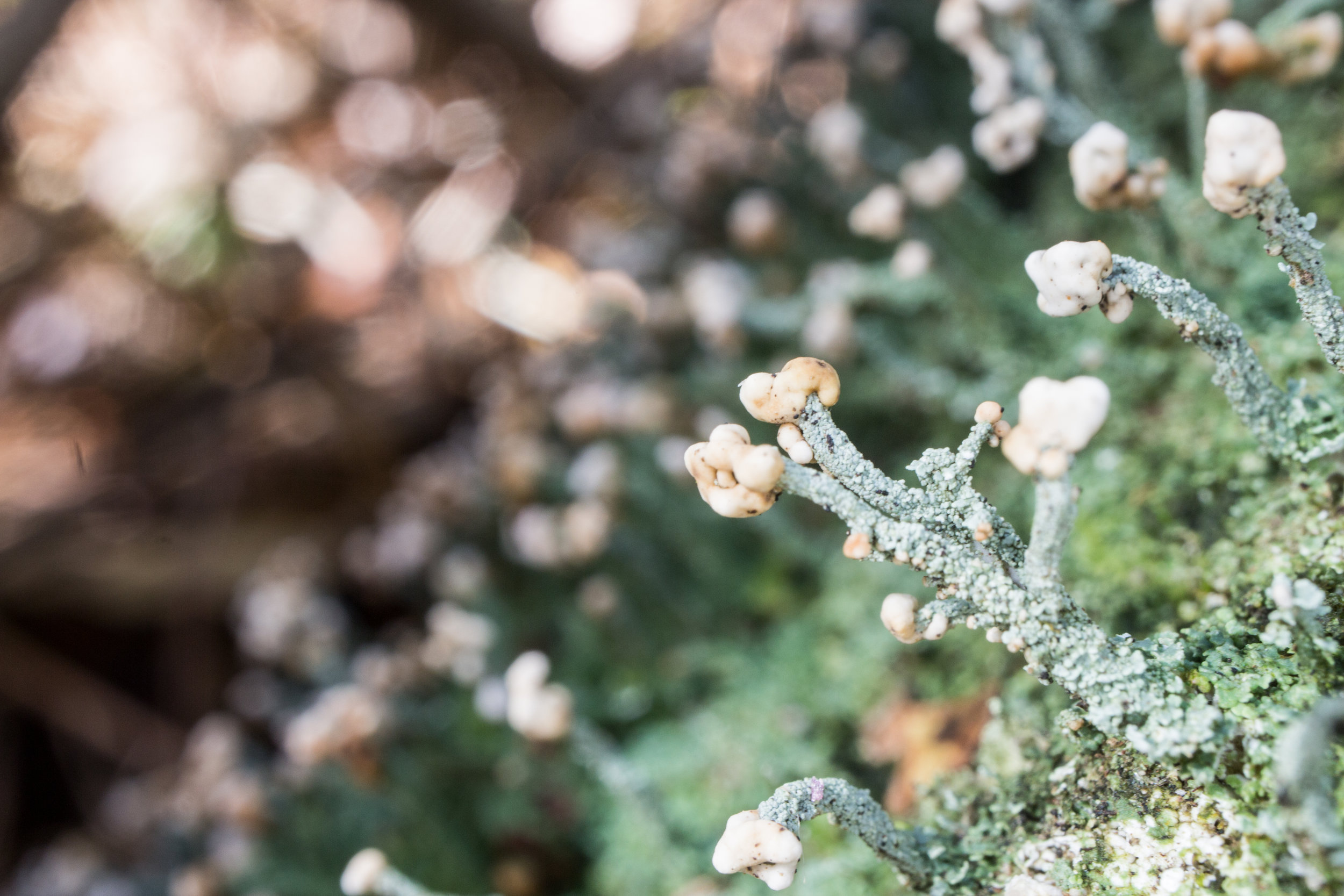 Cladonia peziziformis, November 11, 2018