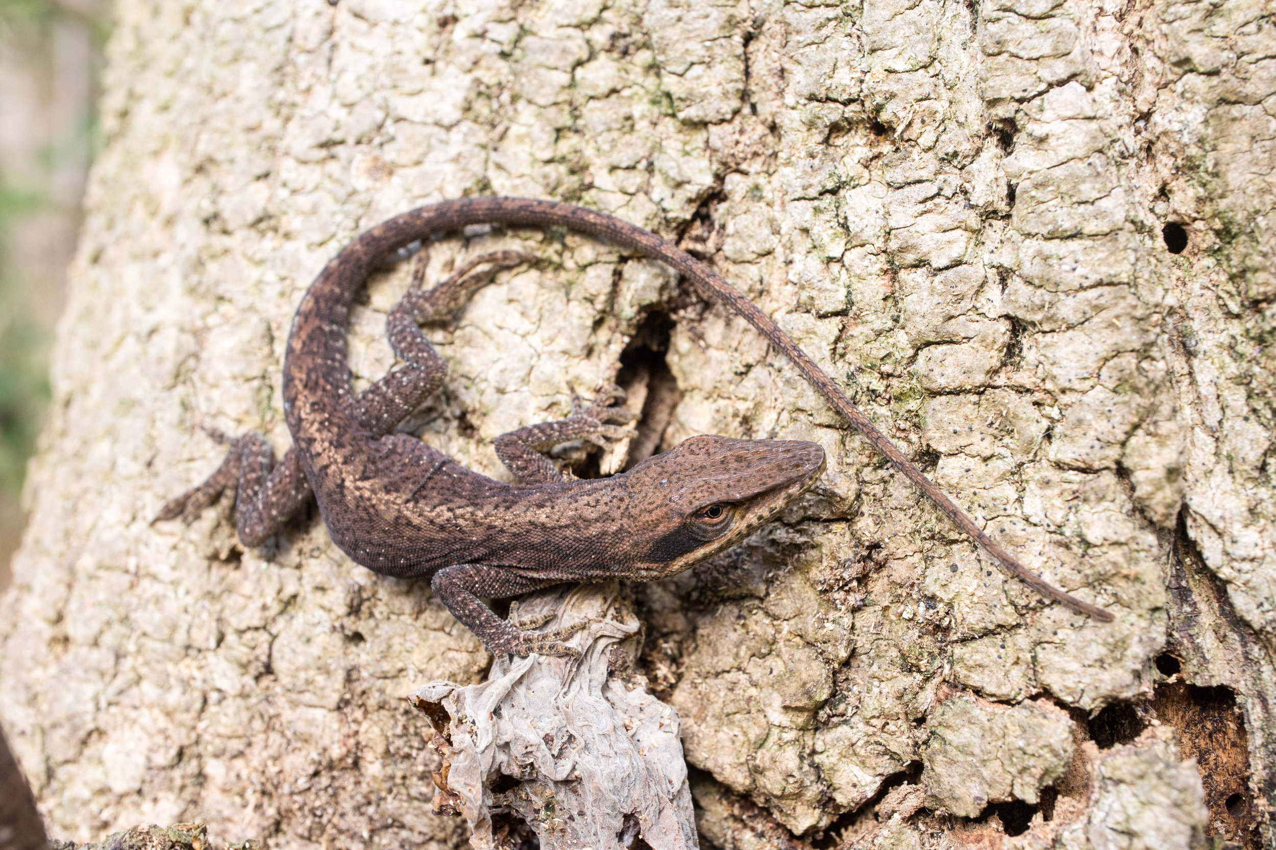 Green Anole, November 11, 2018