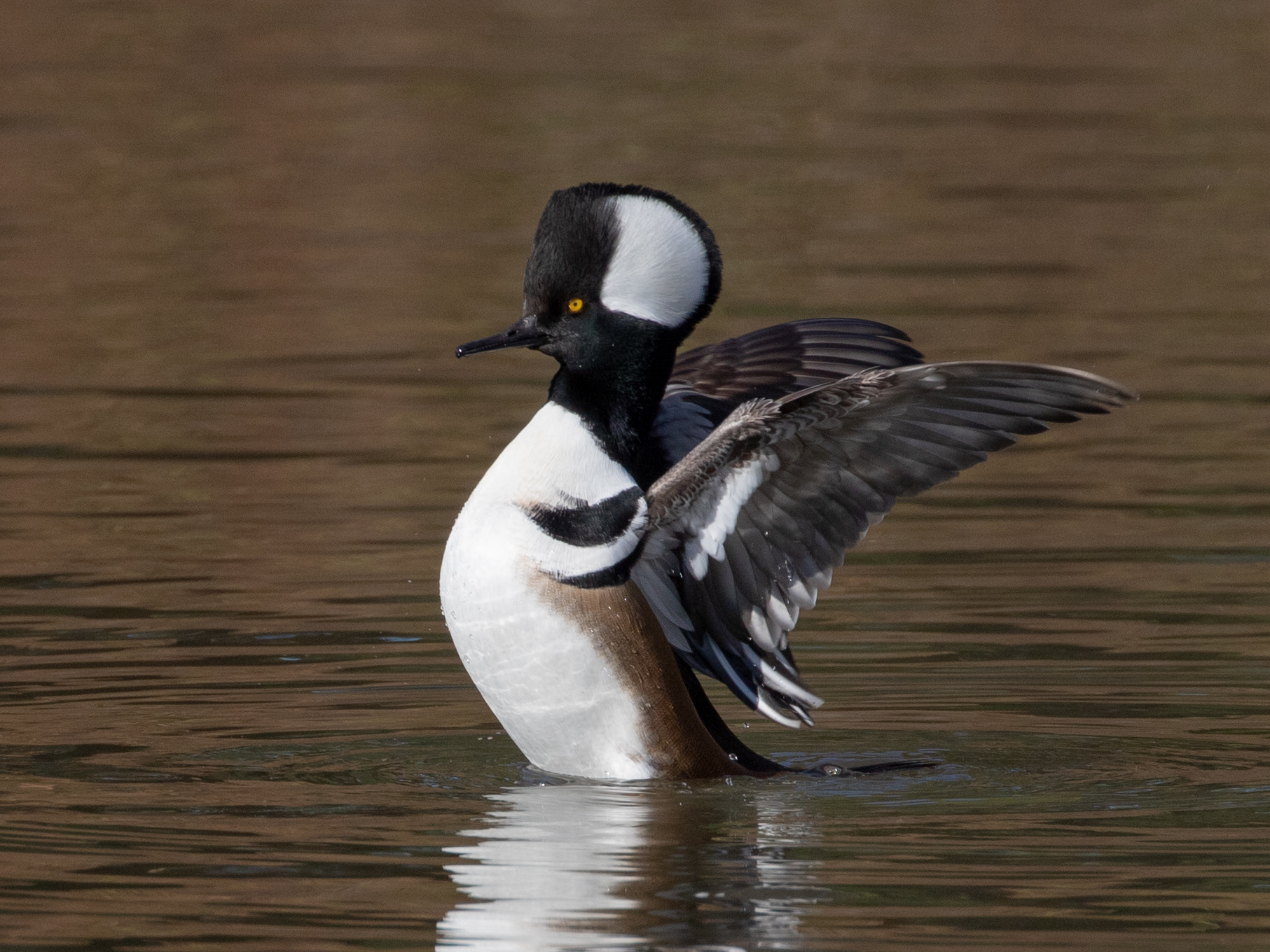 Hooded Merganser, December 15, 2018