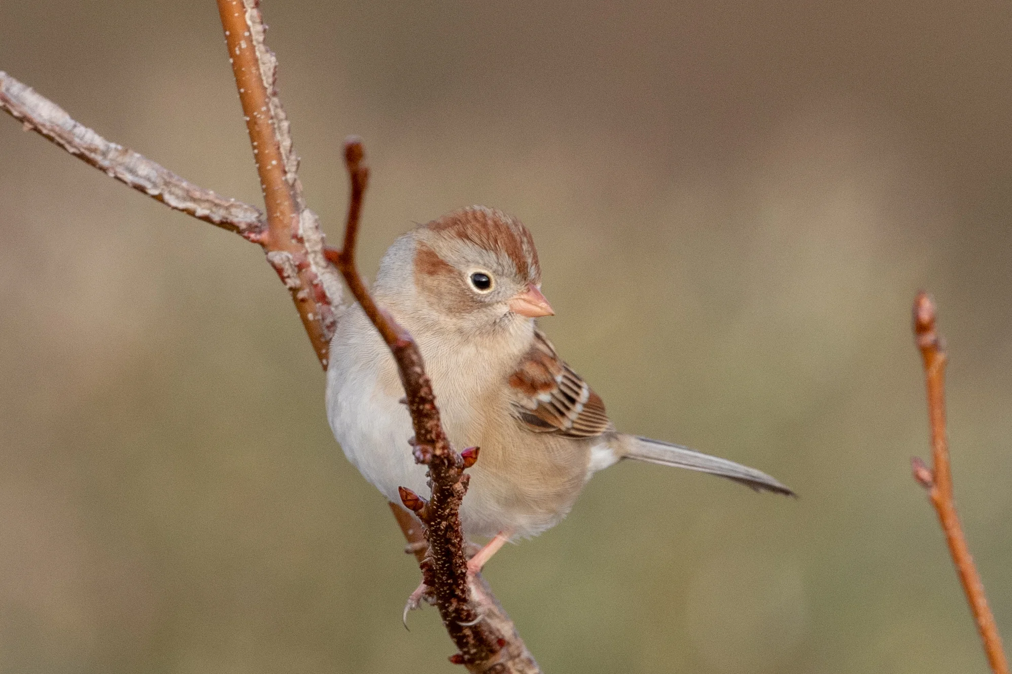 Field Sparrow