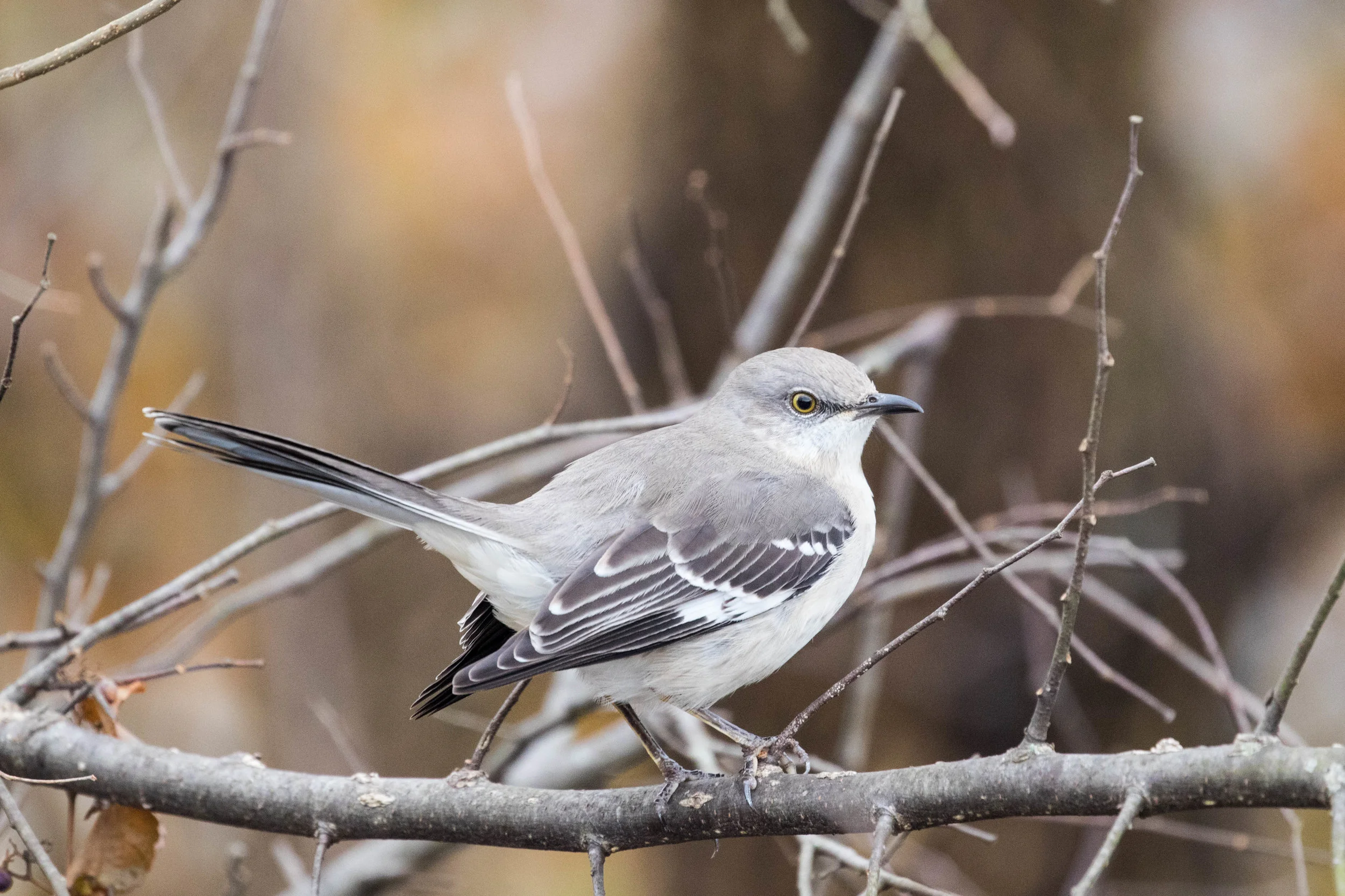 Northern Mockingbird
