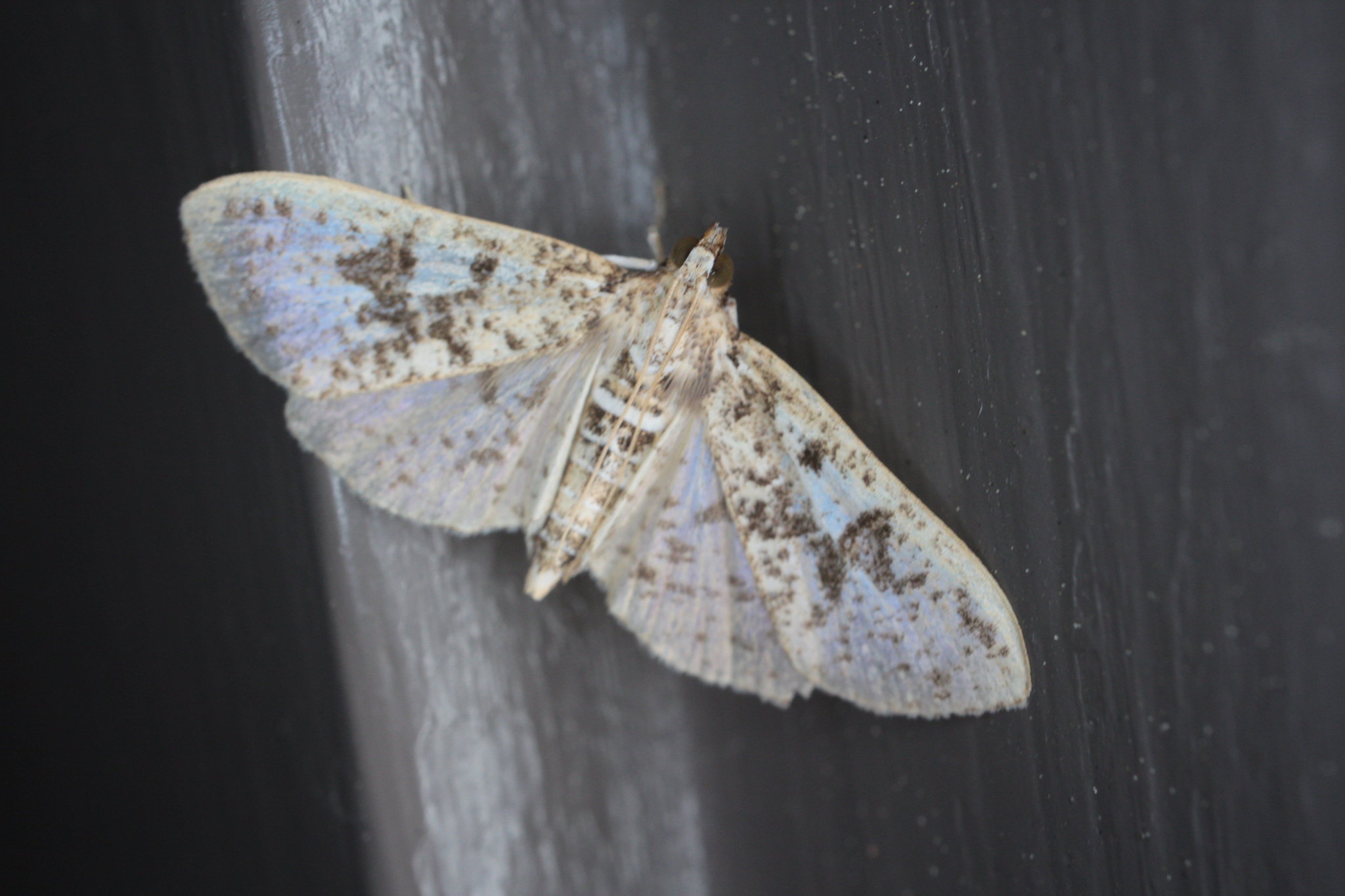 Freeman's Palpita