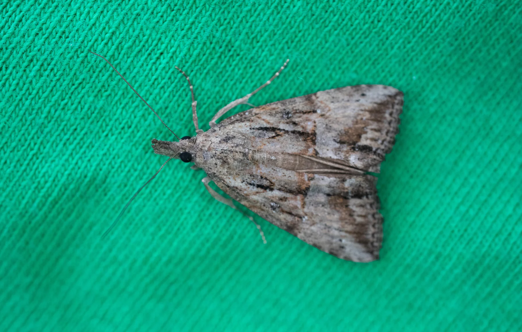 Green Cloverworm Moth