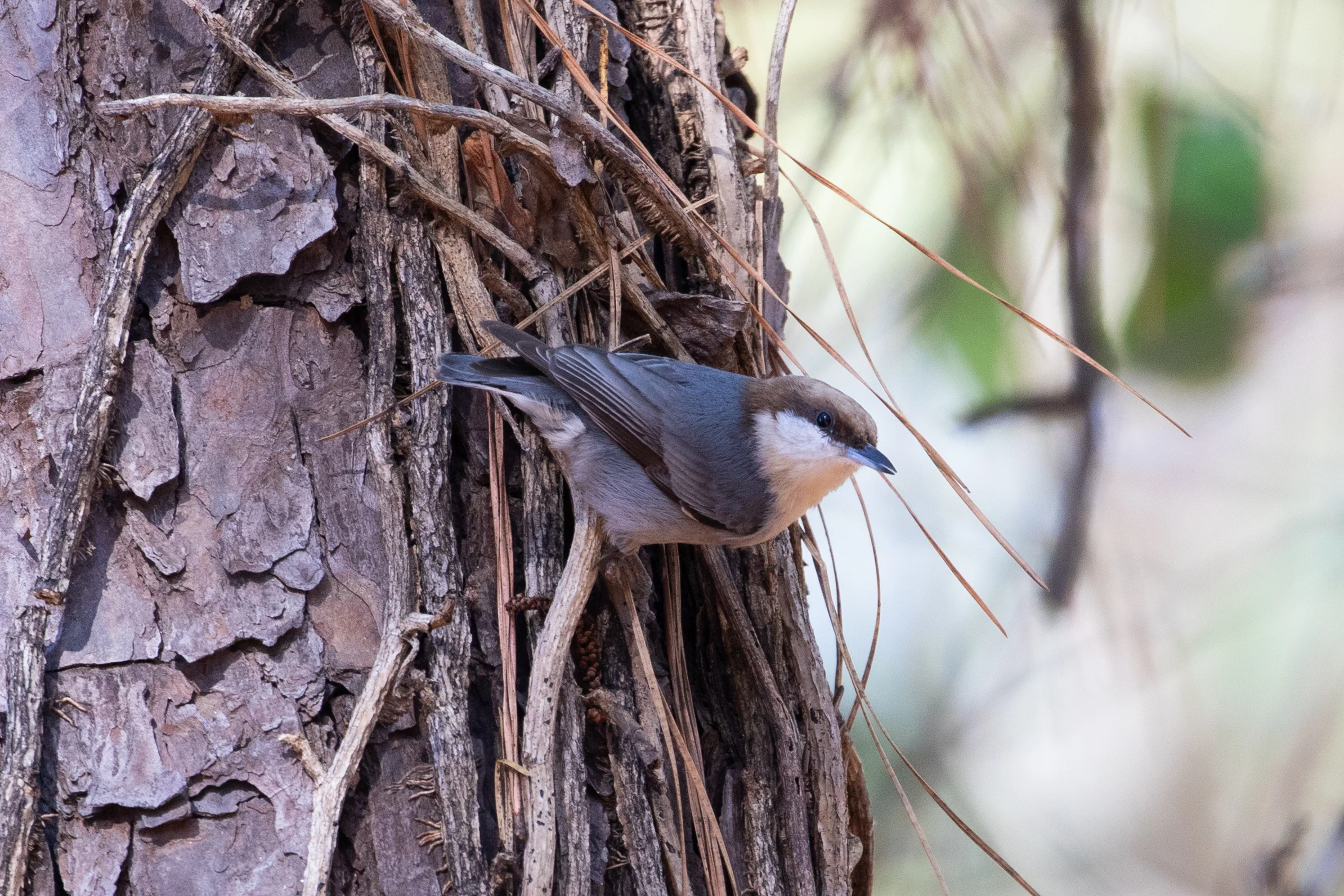 Brown-headed Nuthatch