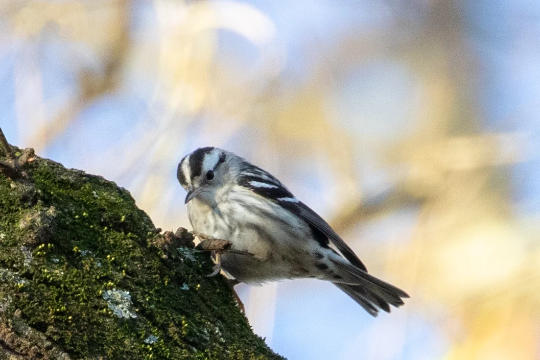Black-and-white Warbler, female