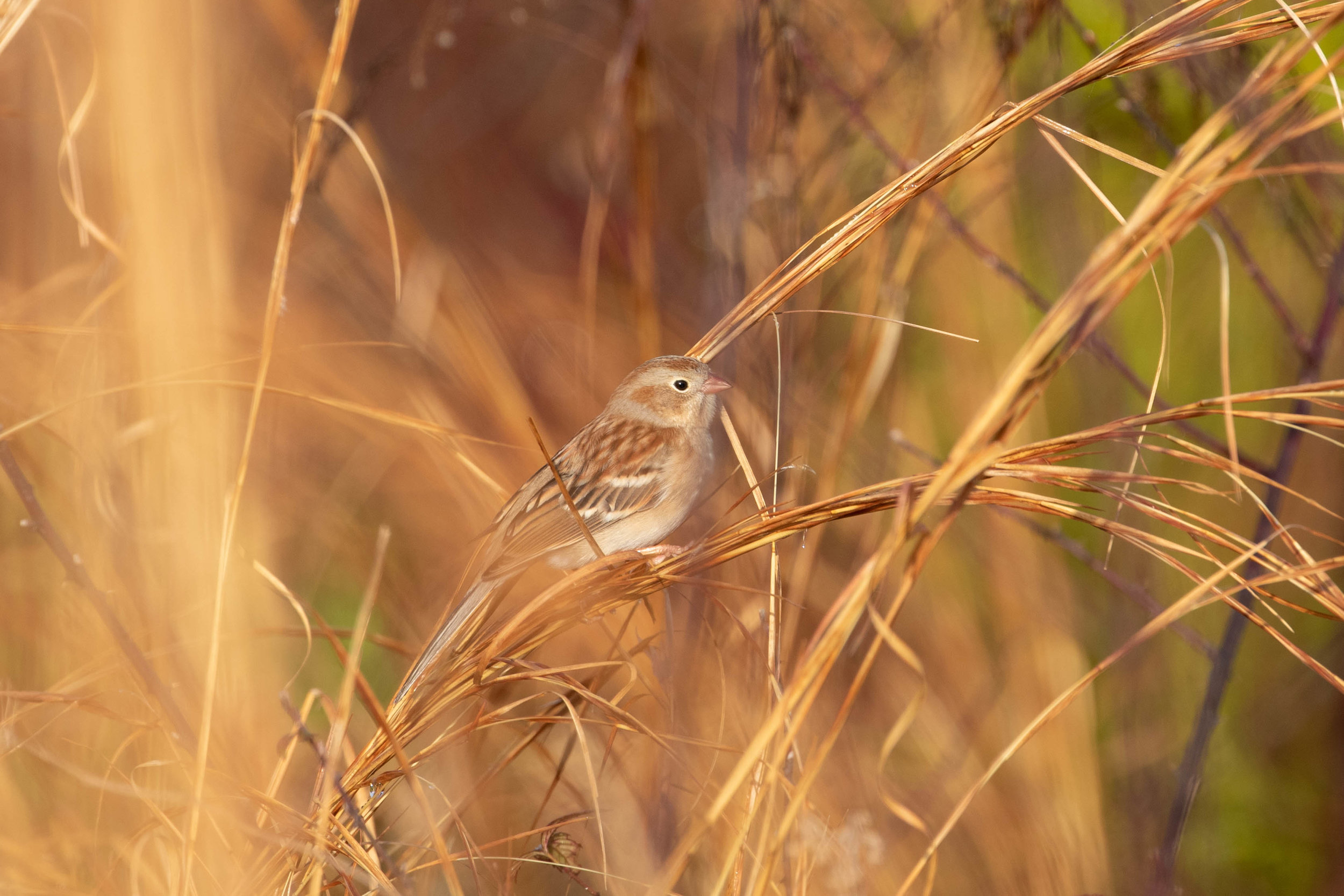 Field Sparrow, December 29, 2018