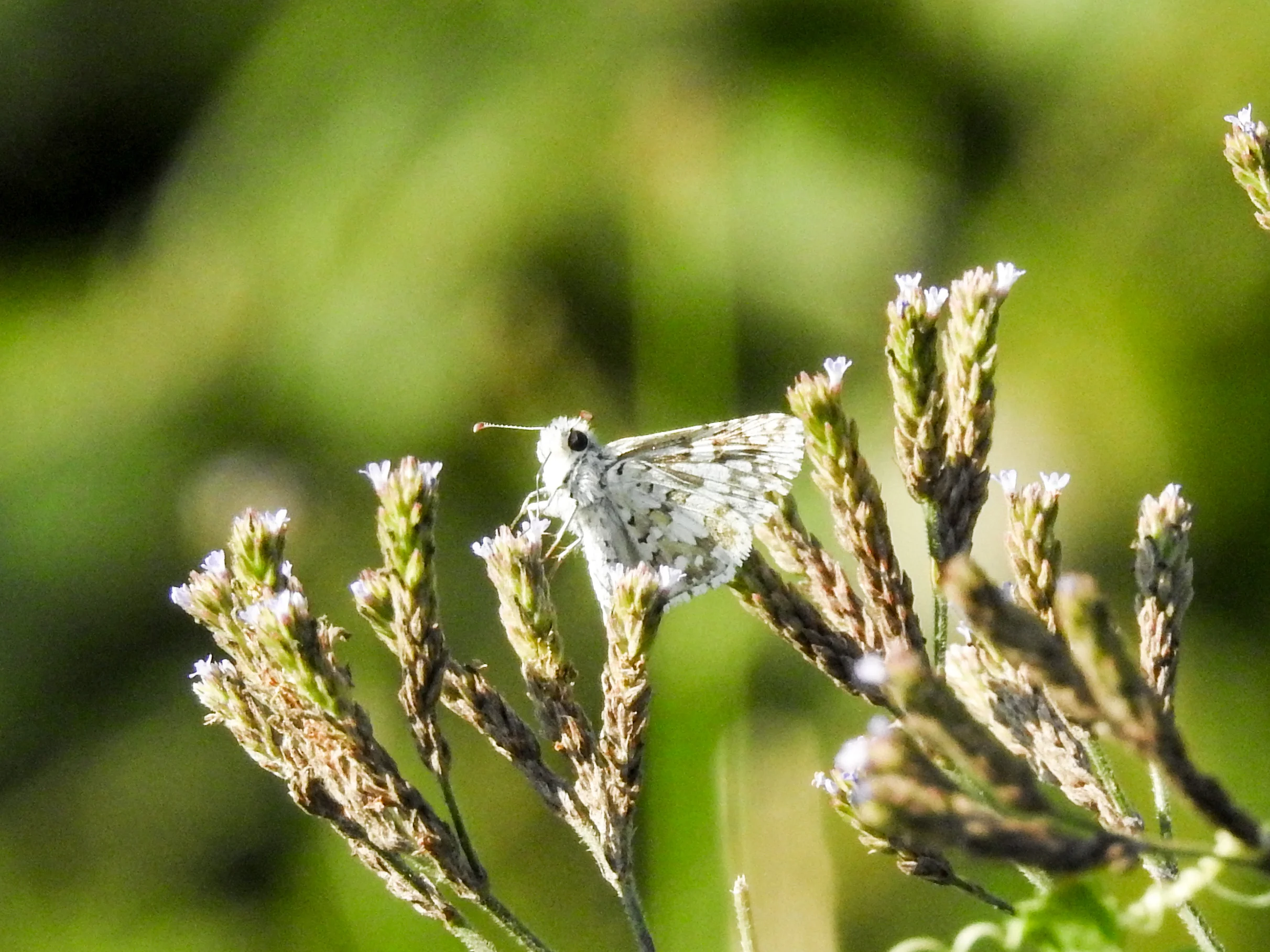 Common Checkered-skipper
