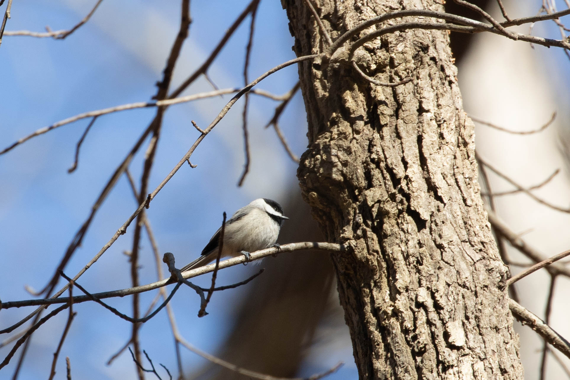 Carolina Chickadee, January 21, 2019