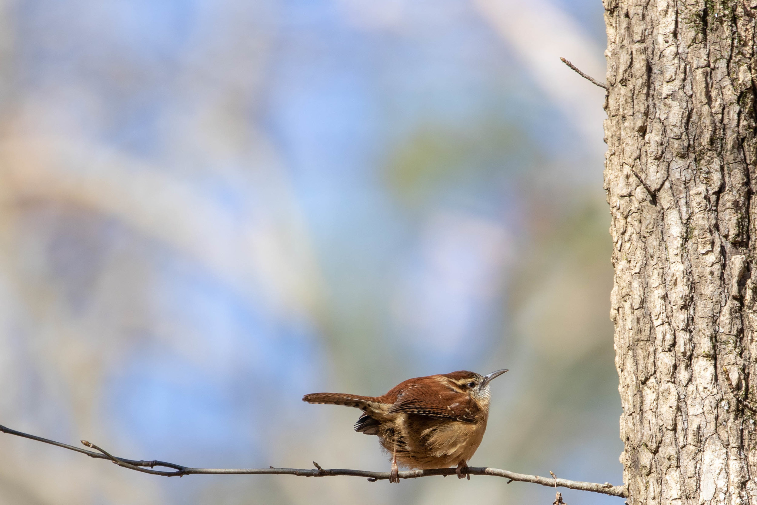 Carolina Wren, January 21, 2019