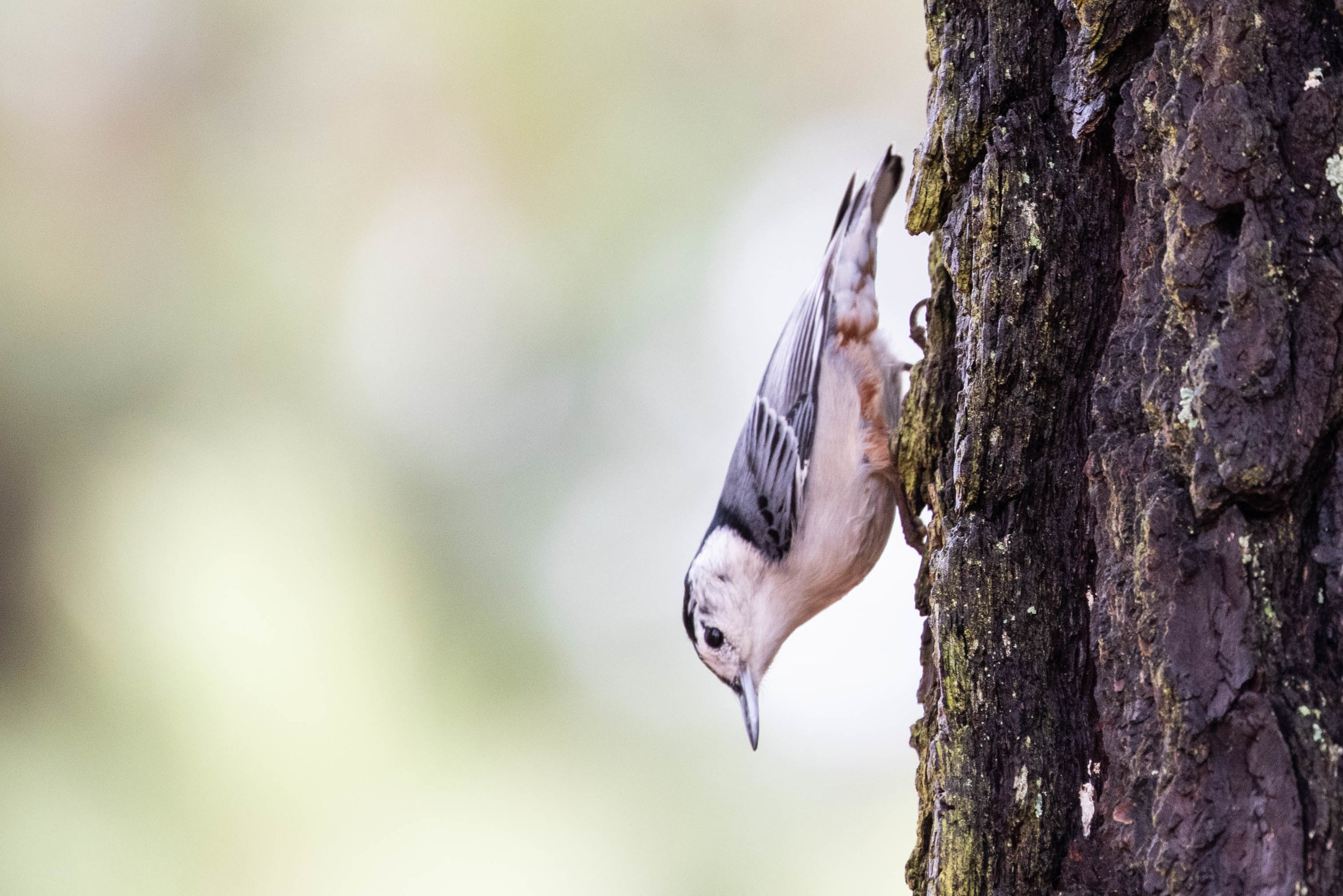 White-breasted Nuthatch, January 1, 2019