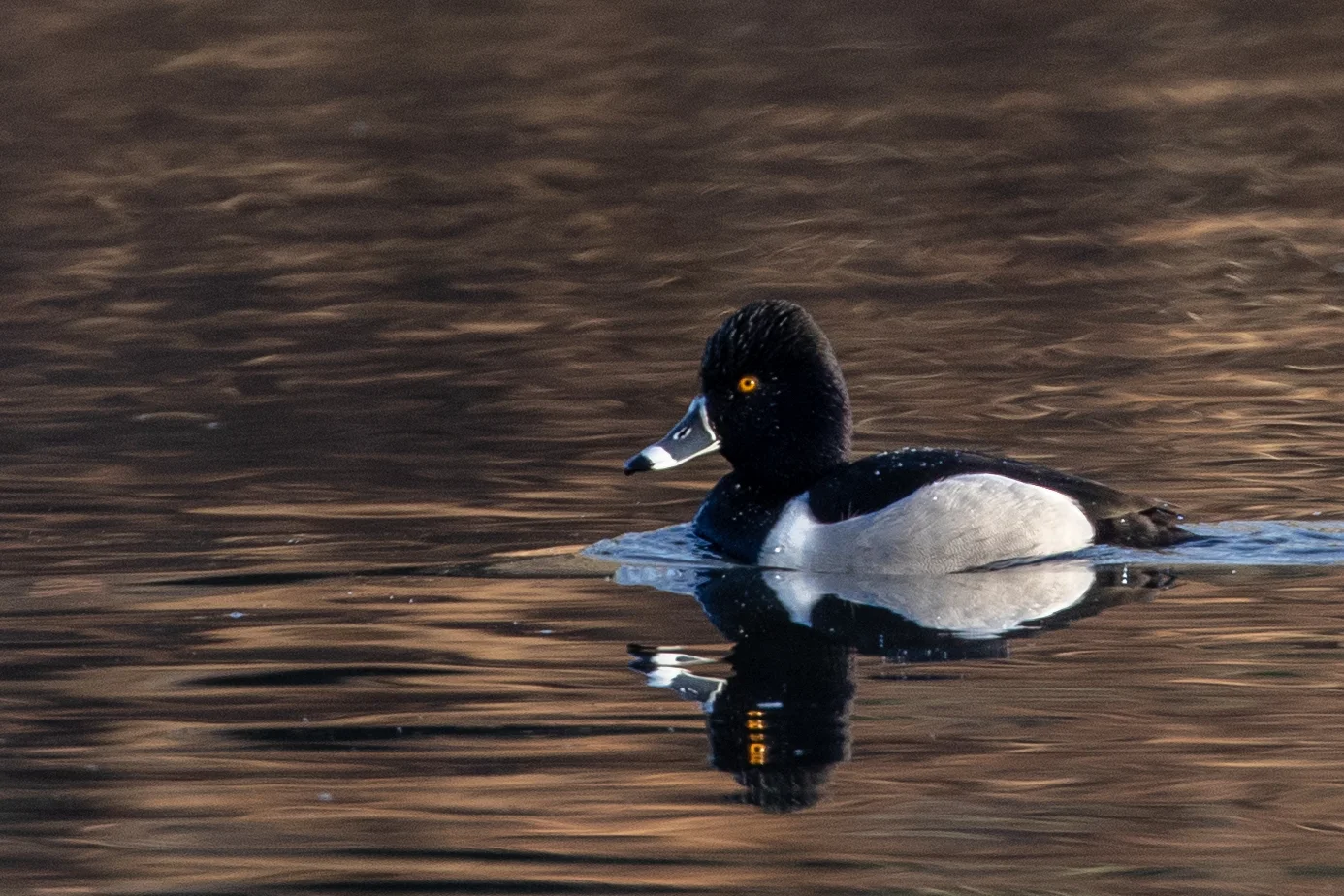 Ring-necked Duck, male