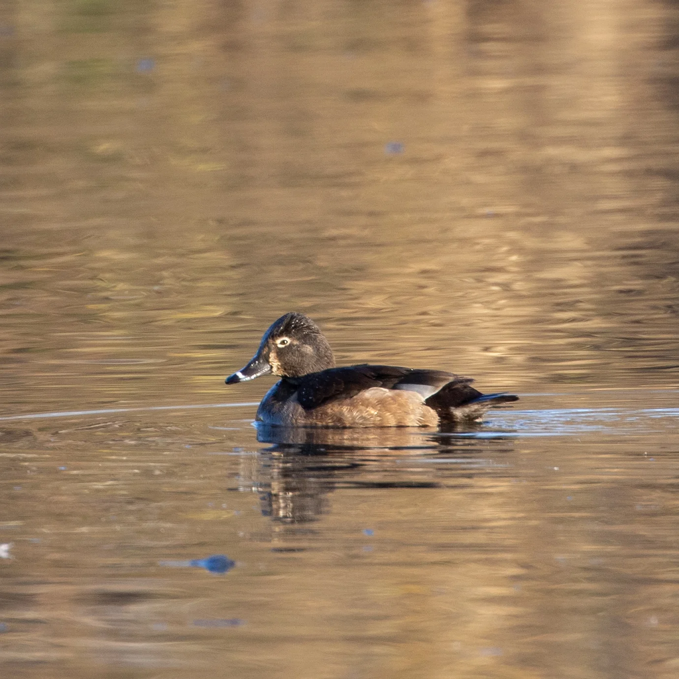 Ring-necked Duck, female