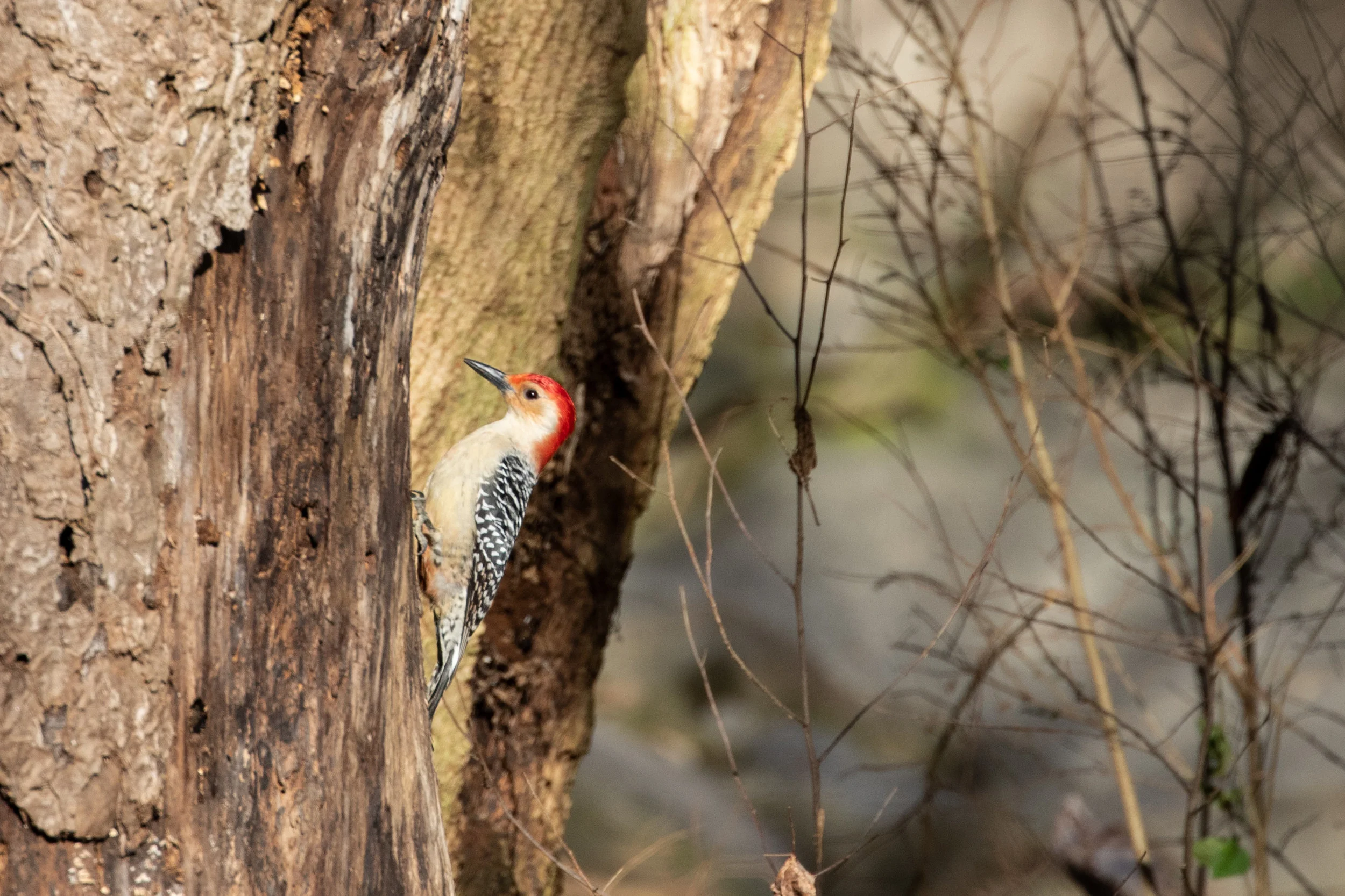 Red-bellied Woodpecker, male