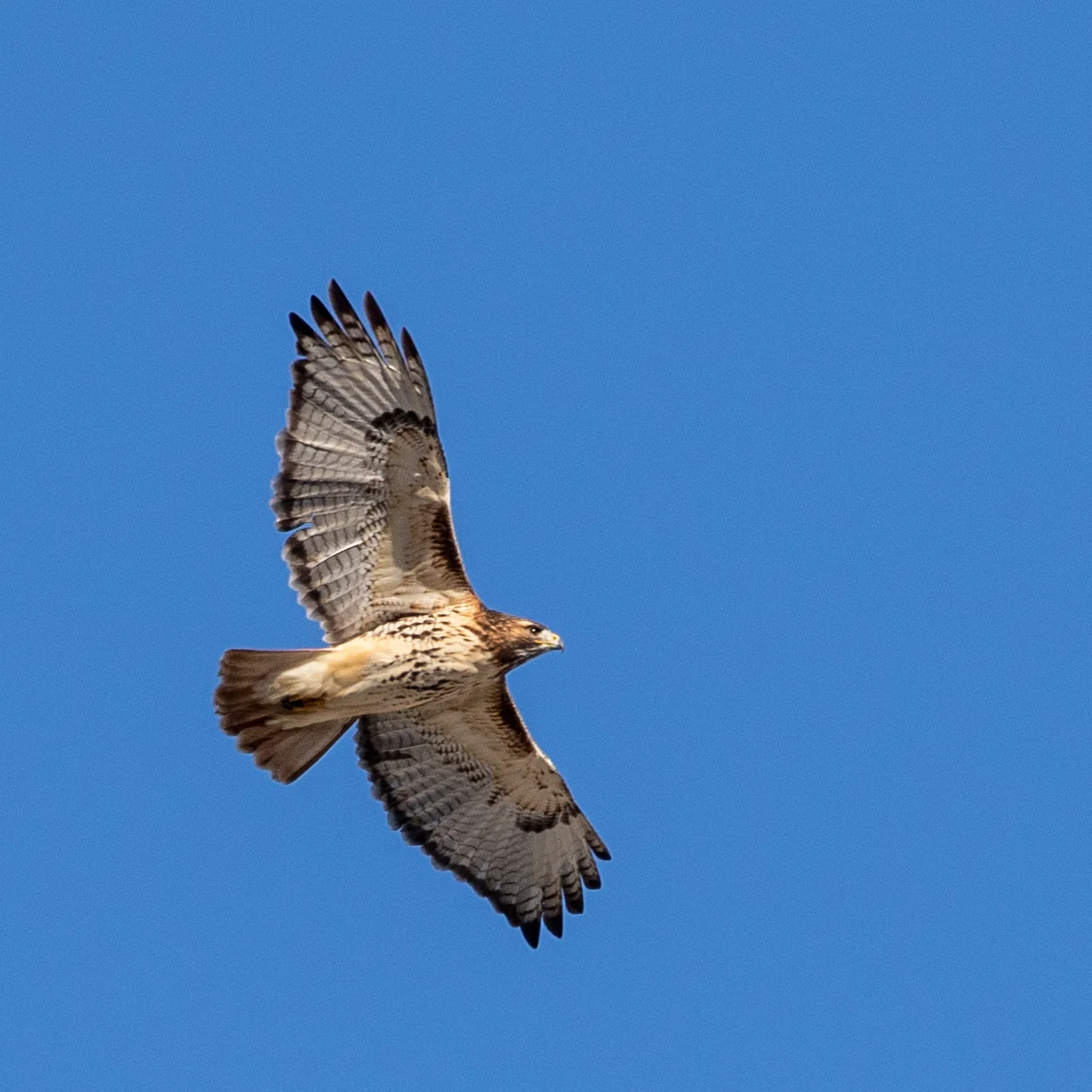 Red-tailed Hawk