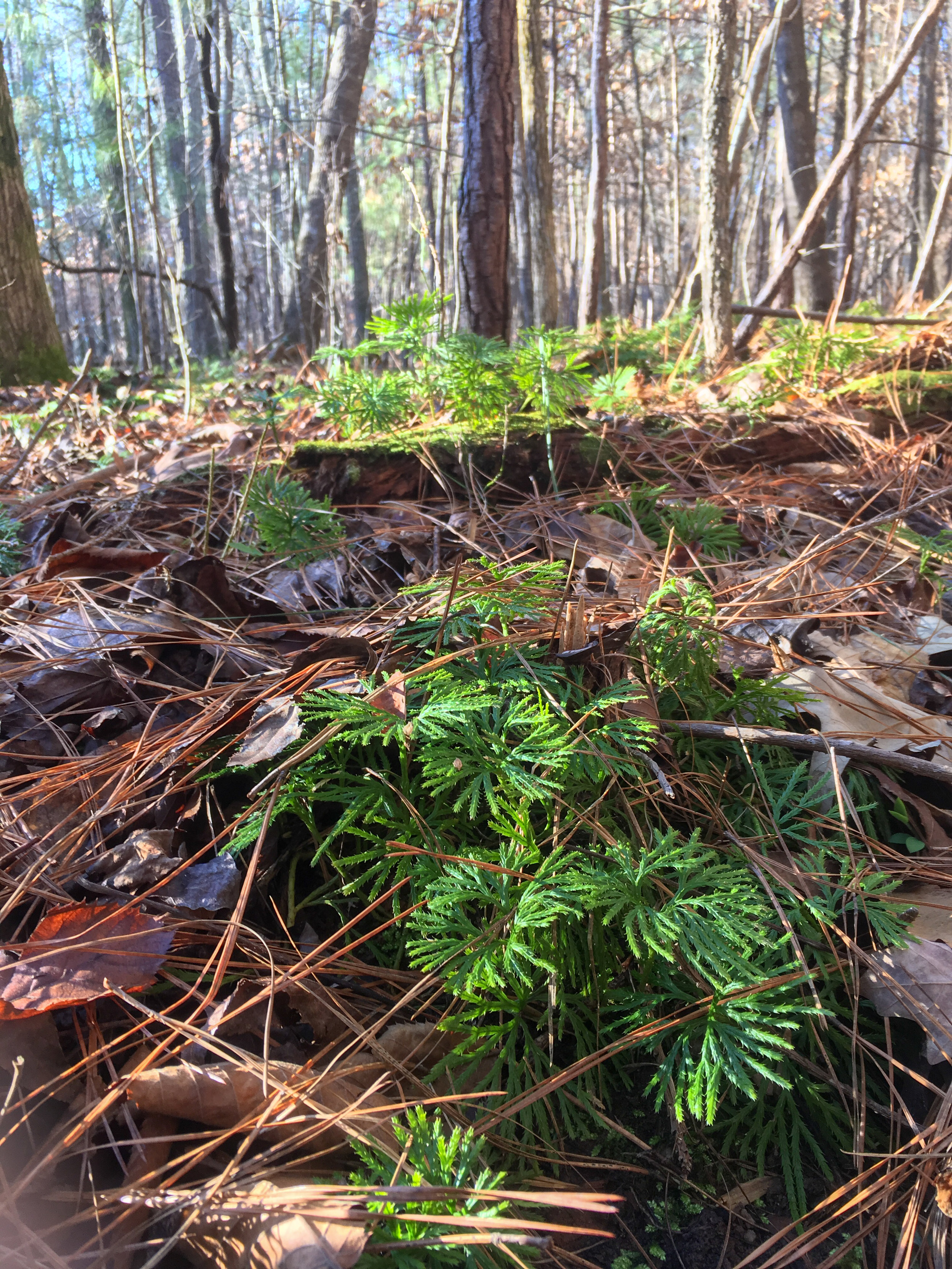 Ground cedar, January 25, 2019