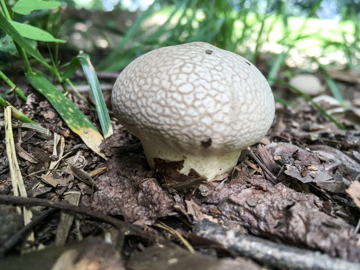 Calvatia sp.