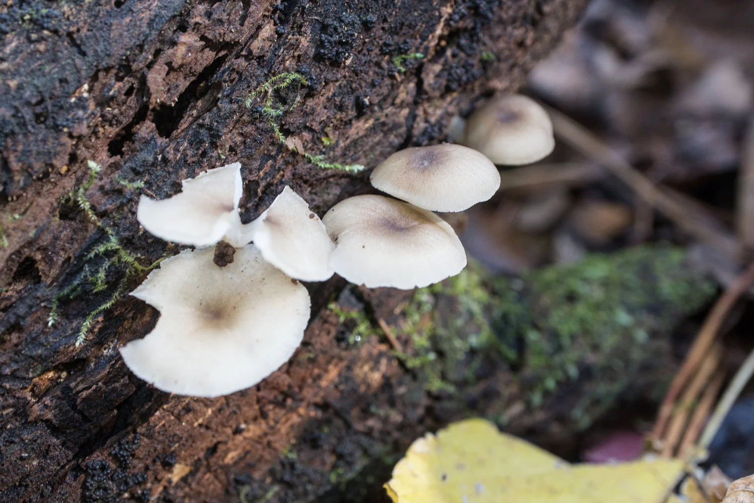 Clitocybula sp.