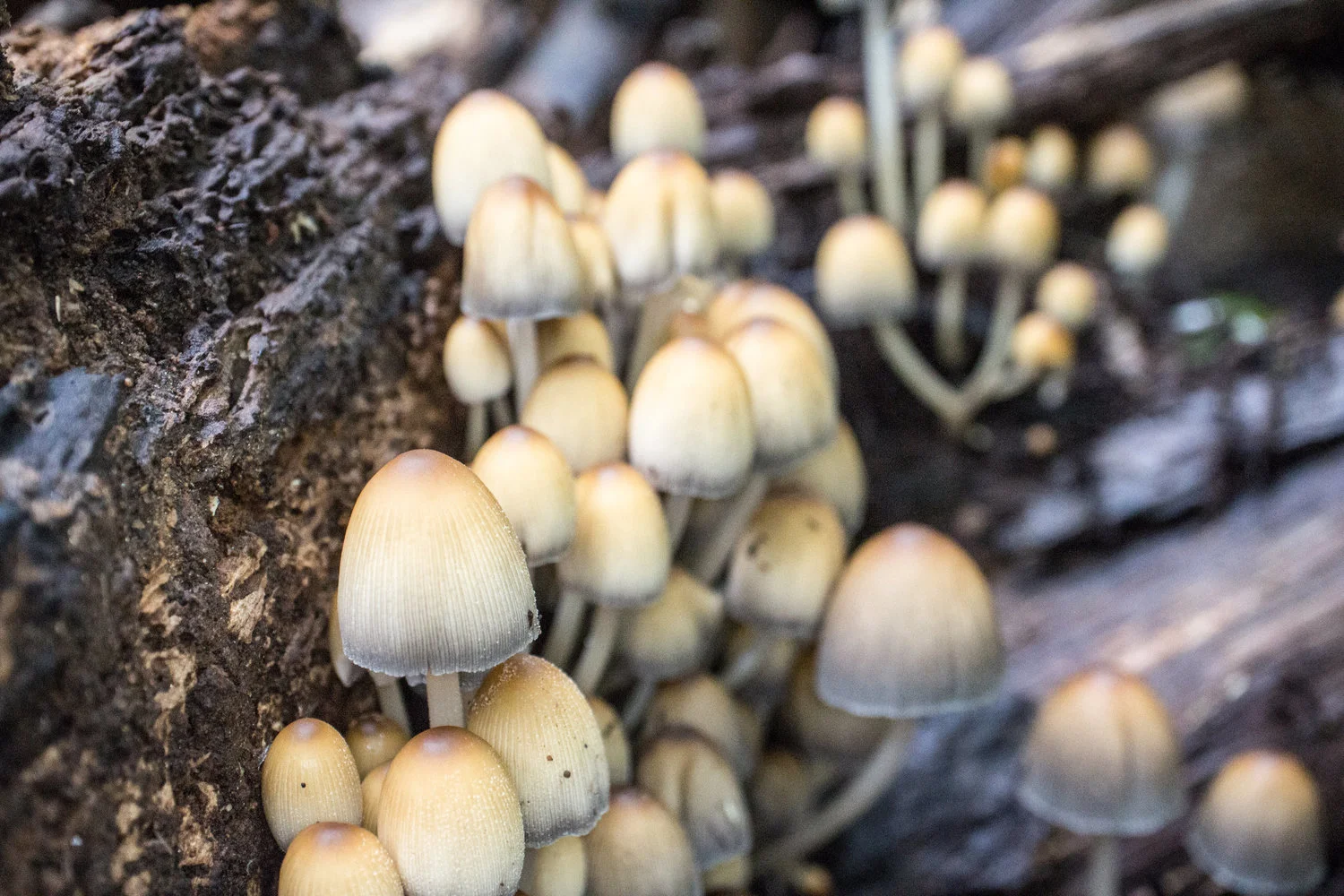 Coprinellus micaceus