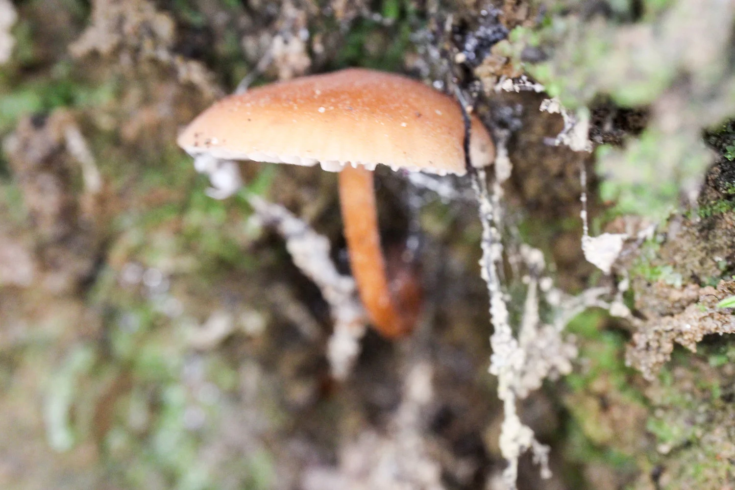 Laccaria sp.