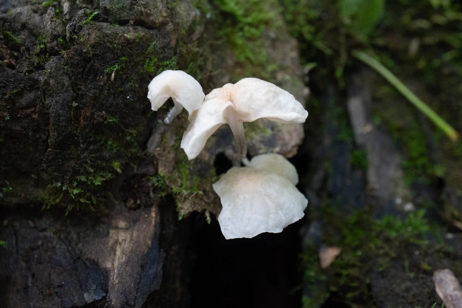 Marasmiellus candidus