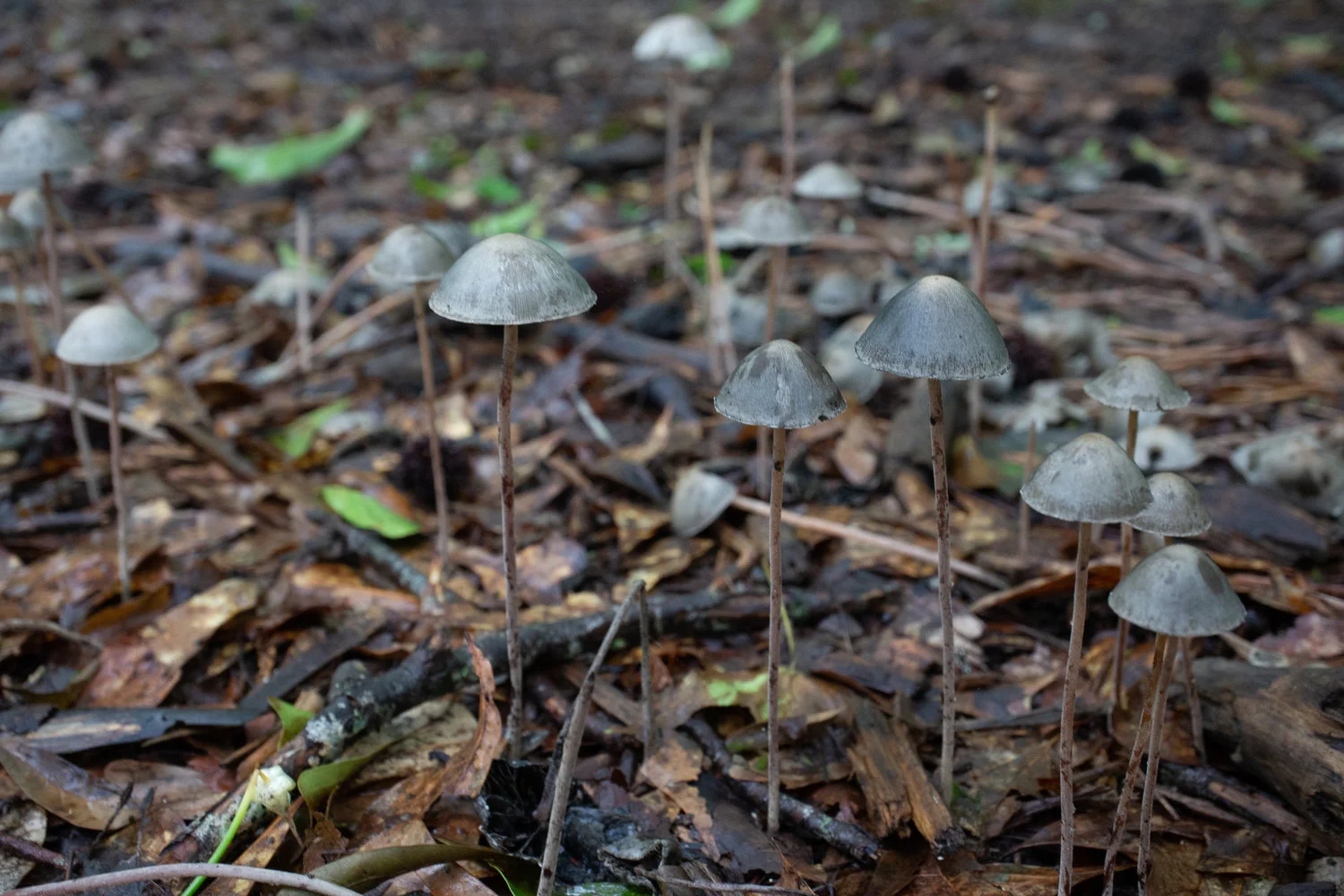 Panaeolus papilionaceus