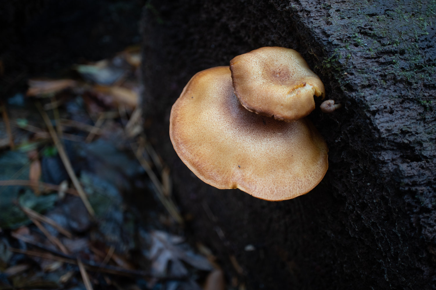 Tricholomopsis decora group