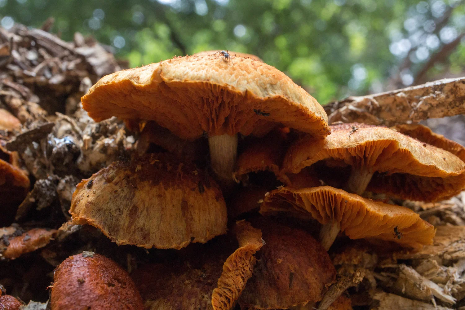 Gymnopilus aeruginosus-luteofolius
