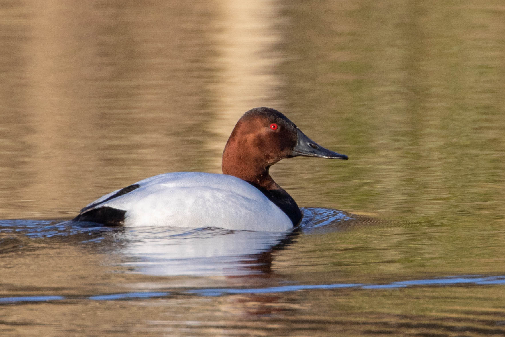 Canvasback, male