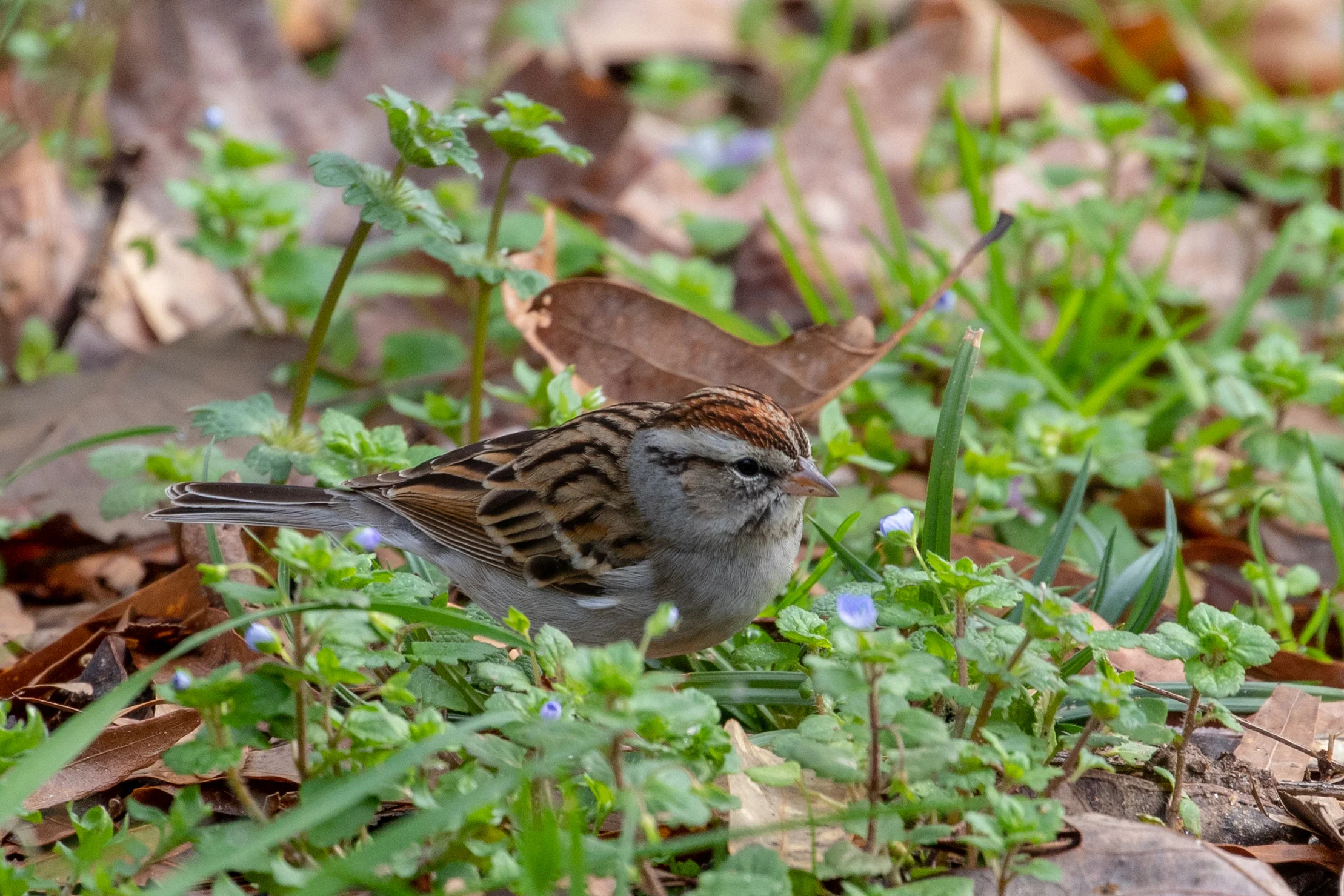Chipping Sparrow