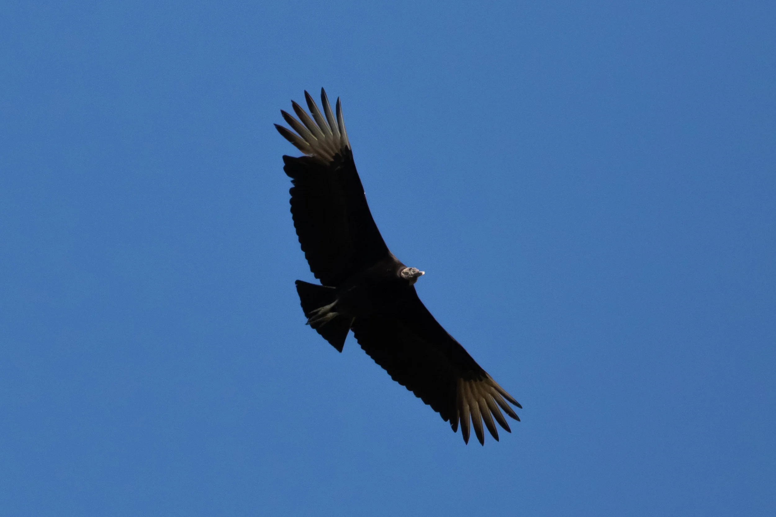 Black Vulture