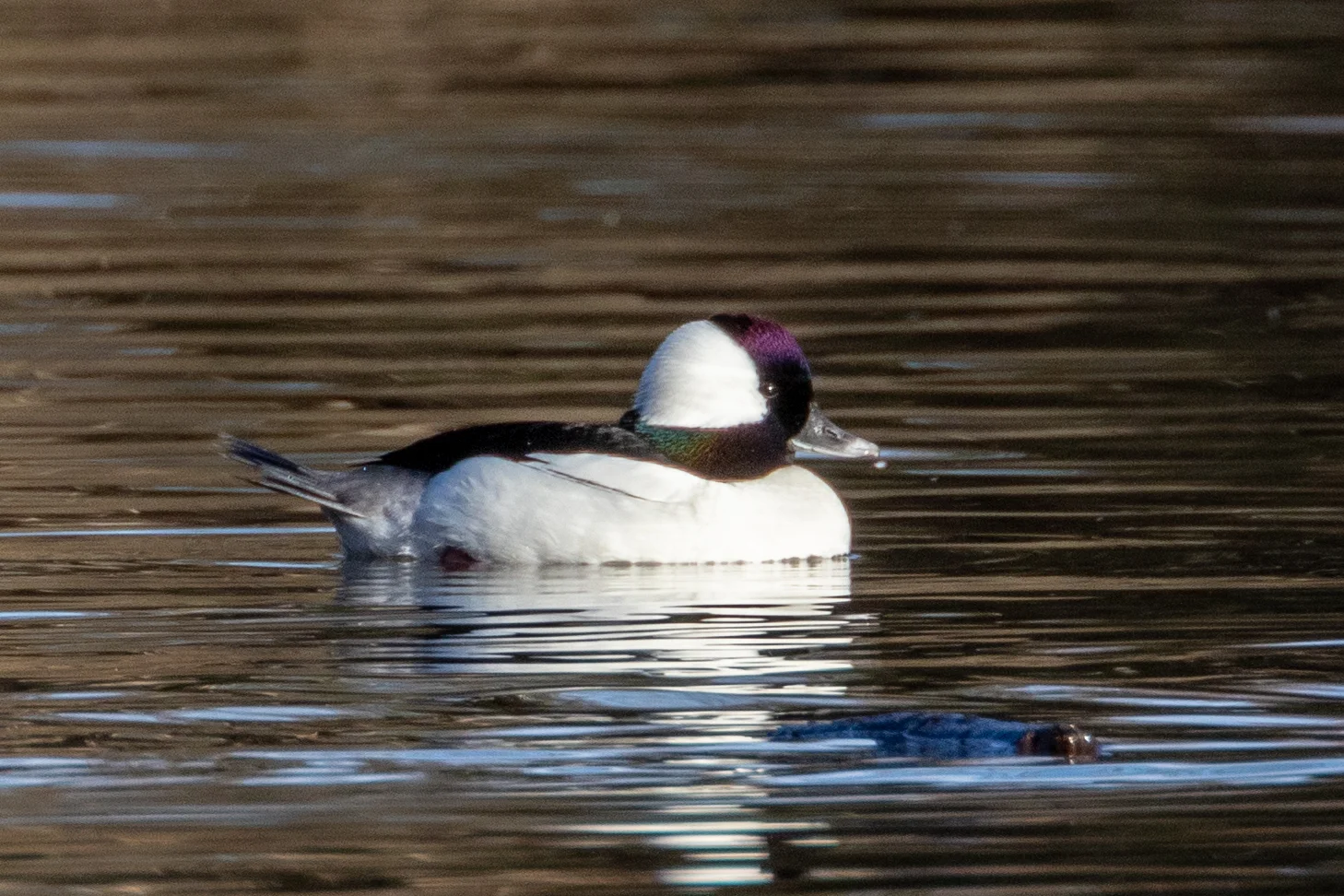 Bufflehead, male