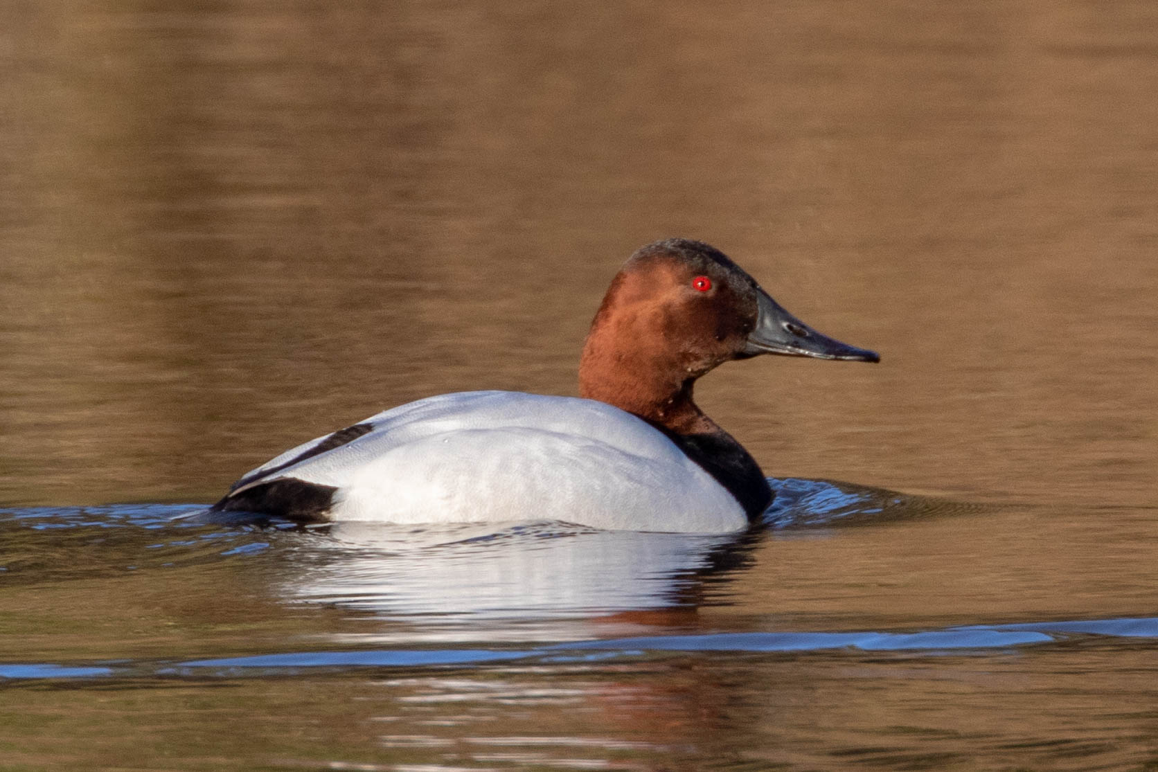 Canvasback, February 13, 2019