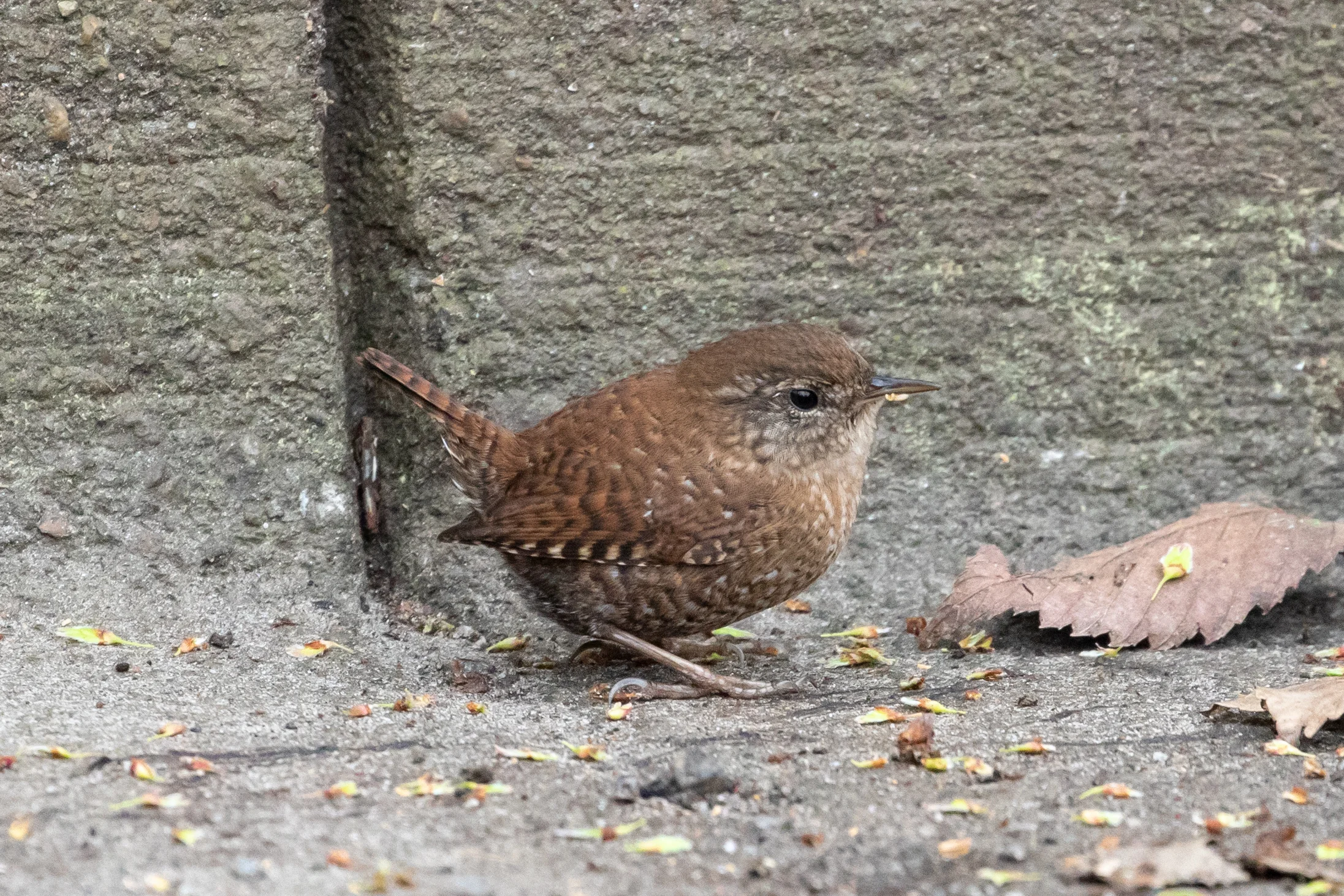 Winter Wren