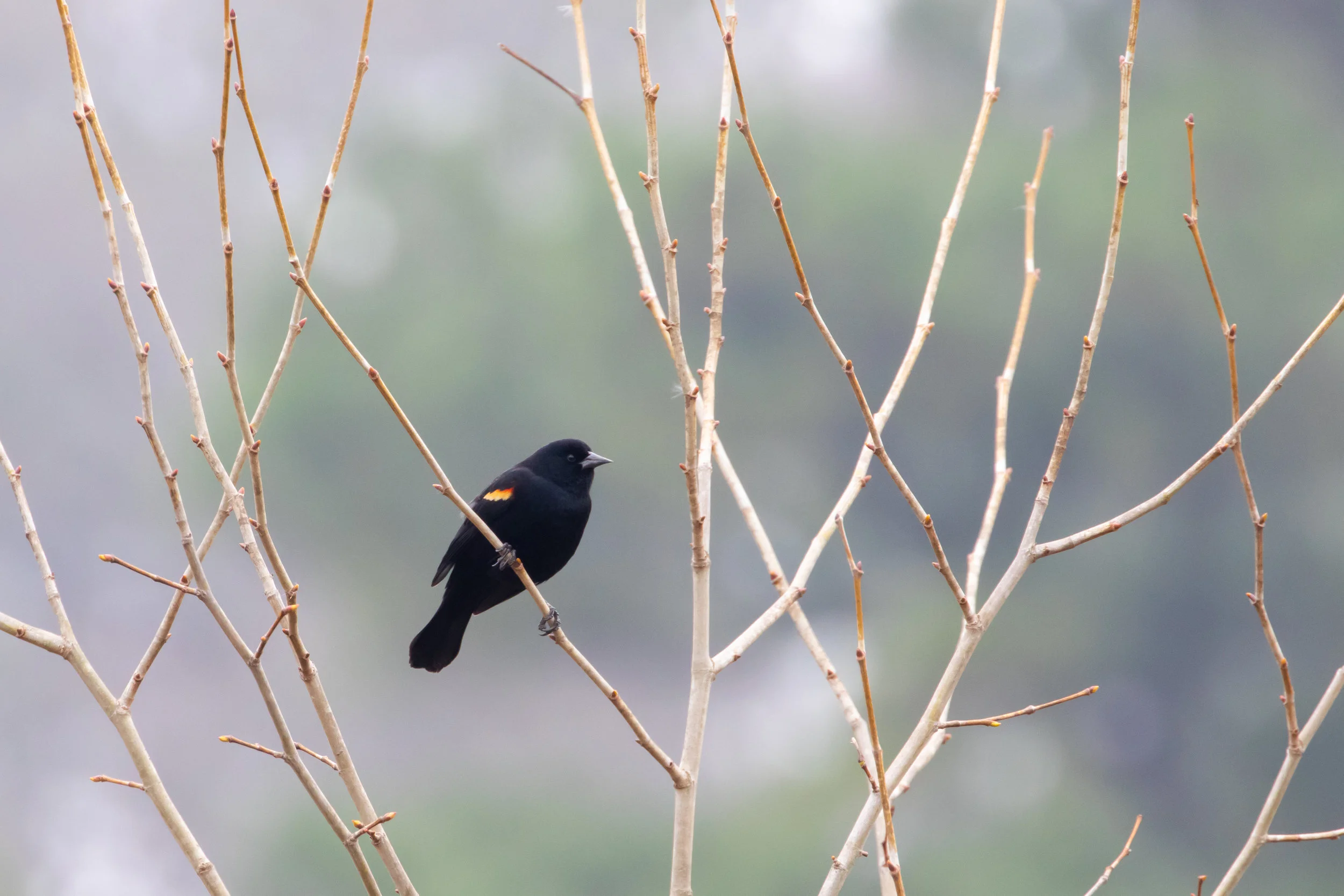 Red-winged Blackbird, male