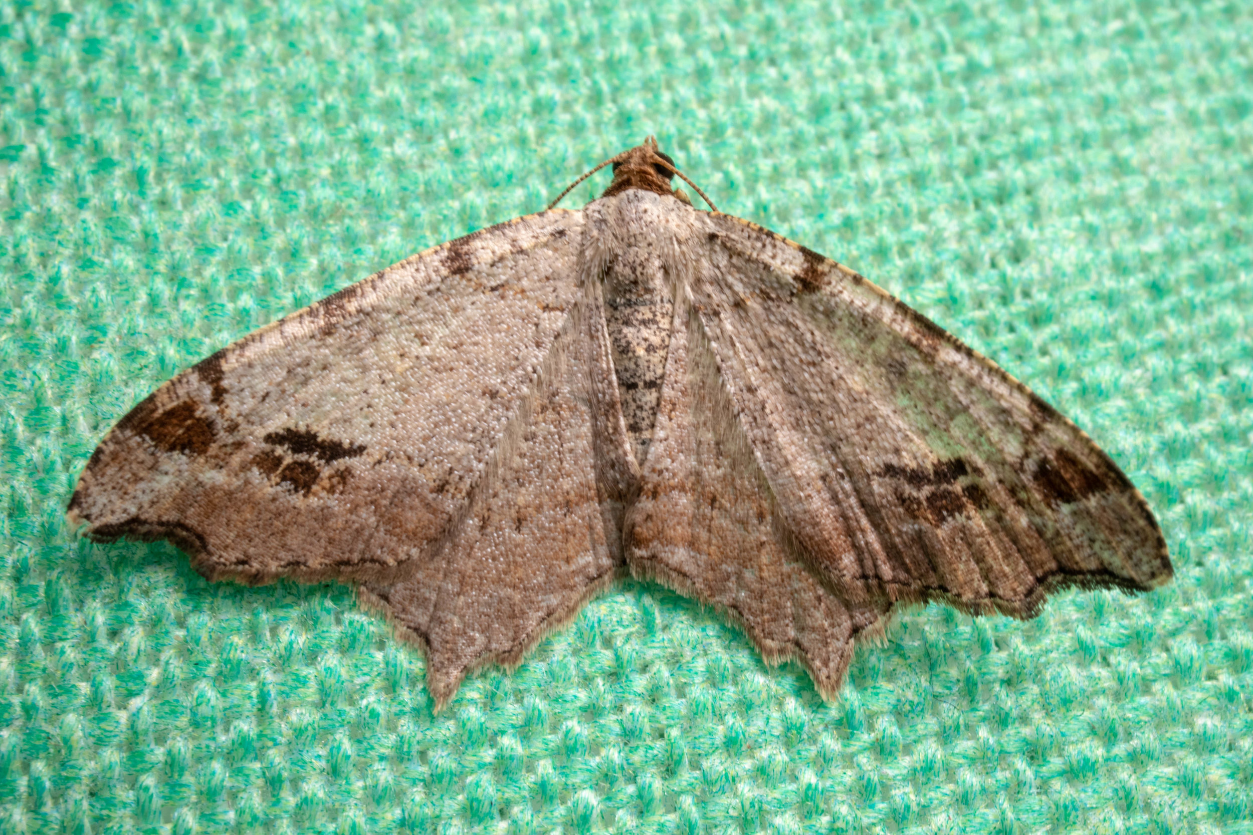 Common Angle