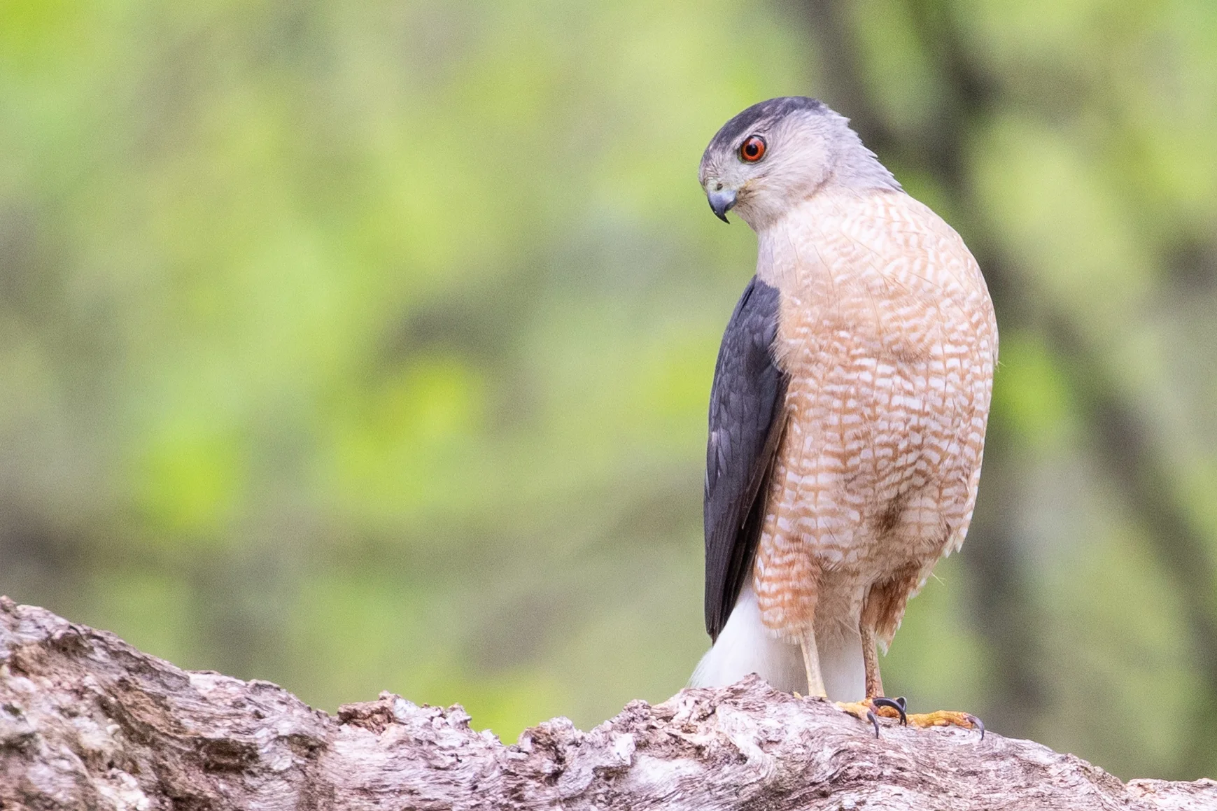Cooper's Hawk, adult male