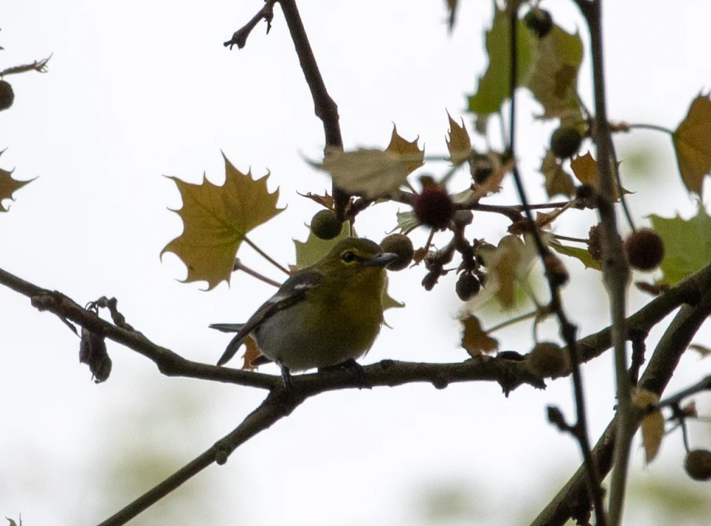 Yellow-throated Vireo
