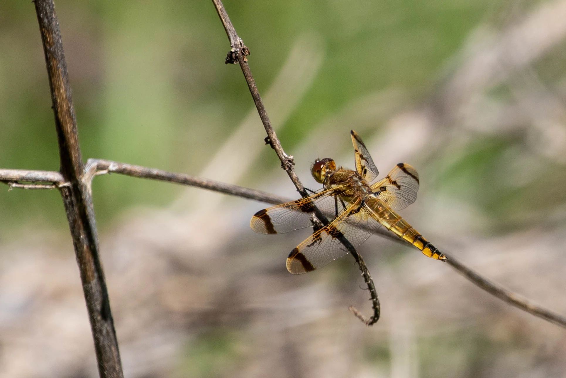 Painted Skimmer