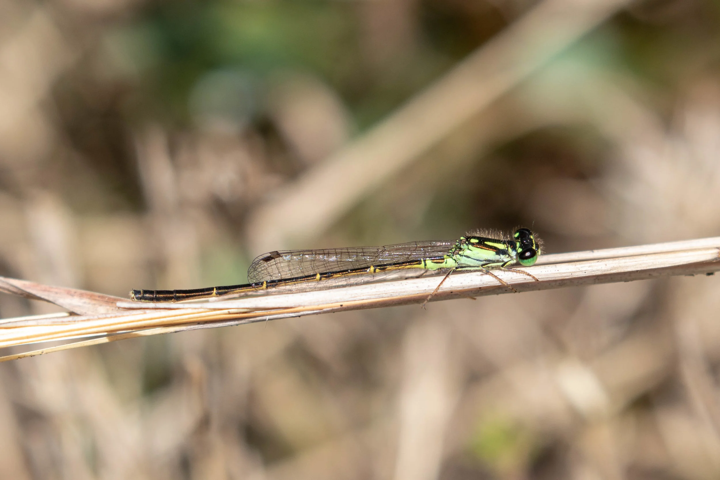 Fragile Forktail