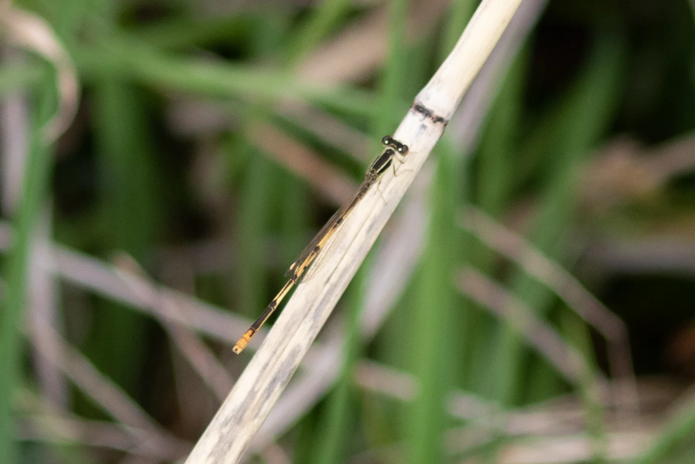 Citrine Forktail
