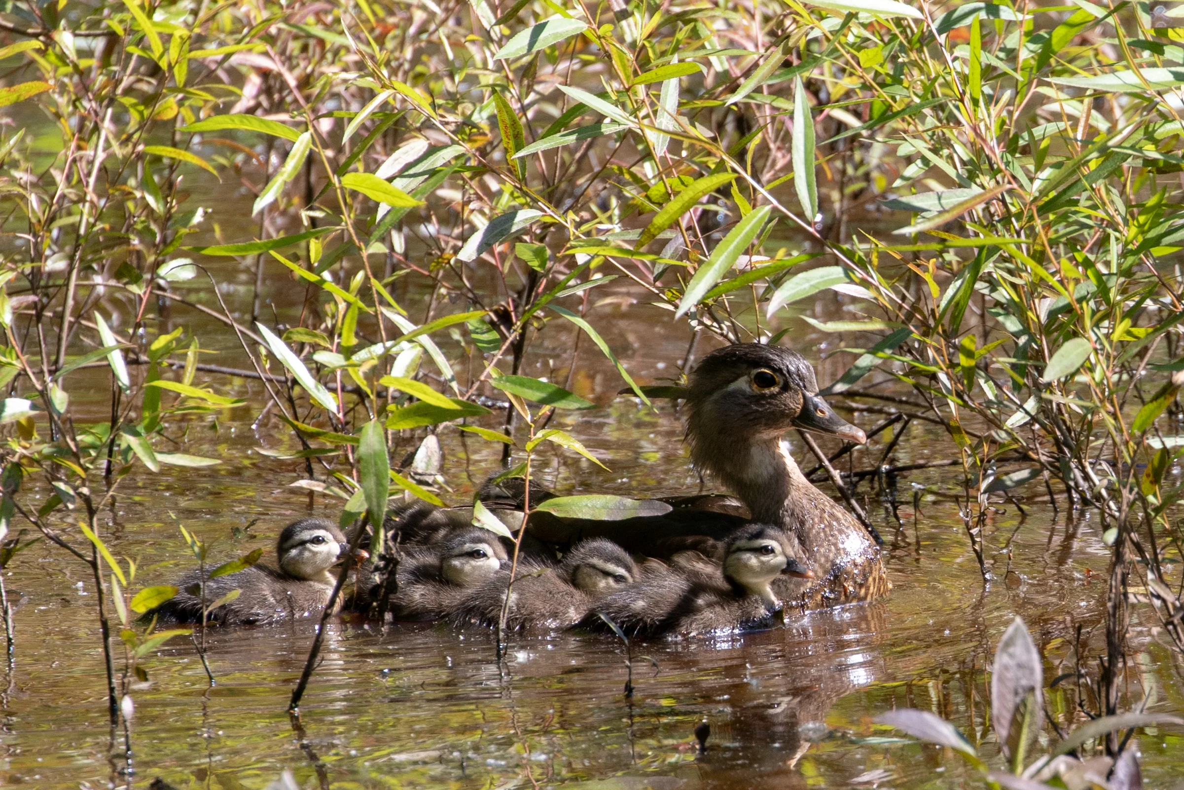 Wood Duck, female with ducklings